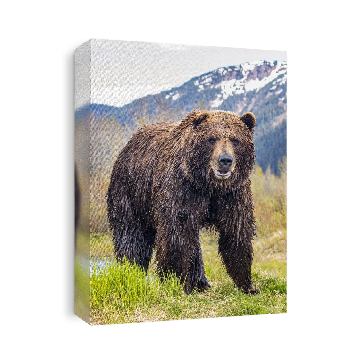 Brown bear (Ursus arctos) boar, large male looks at camera, Alaska Wildlife Conservation Center, South-central Alaska; Alaska, United States of America