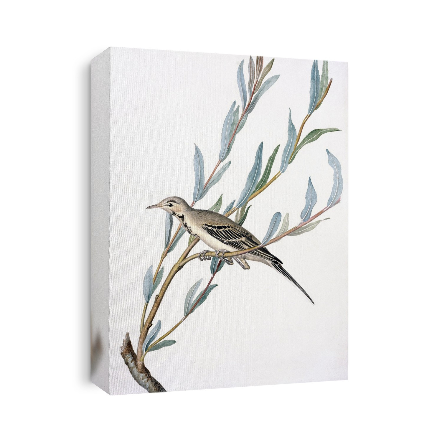 White wagtail (Motacilla alba). Plate 131 from 'Watercolour drawings of British Animals' (1831-1841) by Scottish naturalist William MacGillivray.