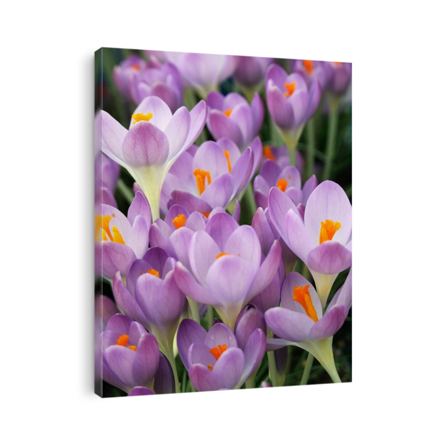 Early crocus flowers (Crocus tommasinianus 'Whitewell Purple').