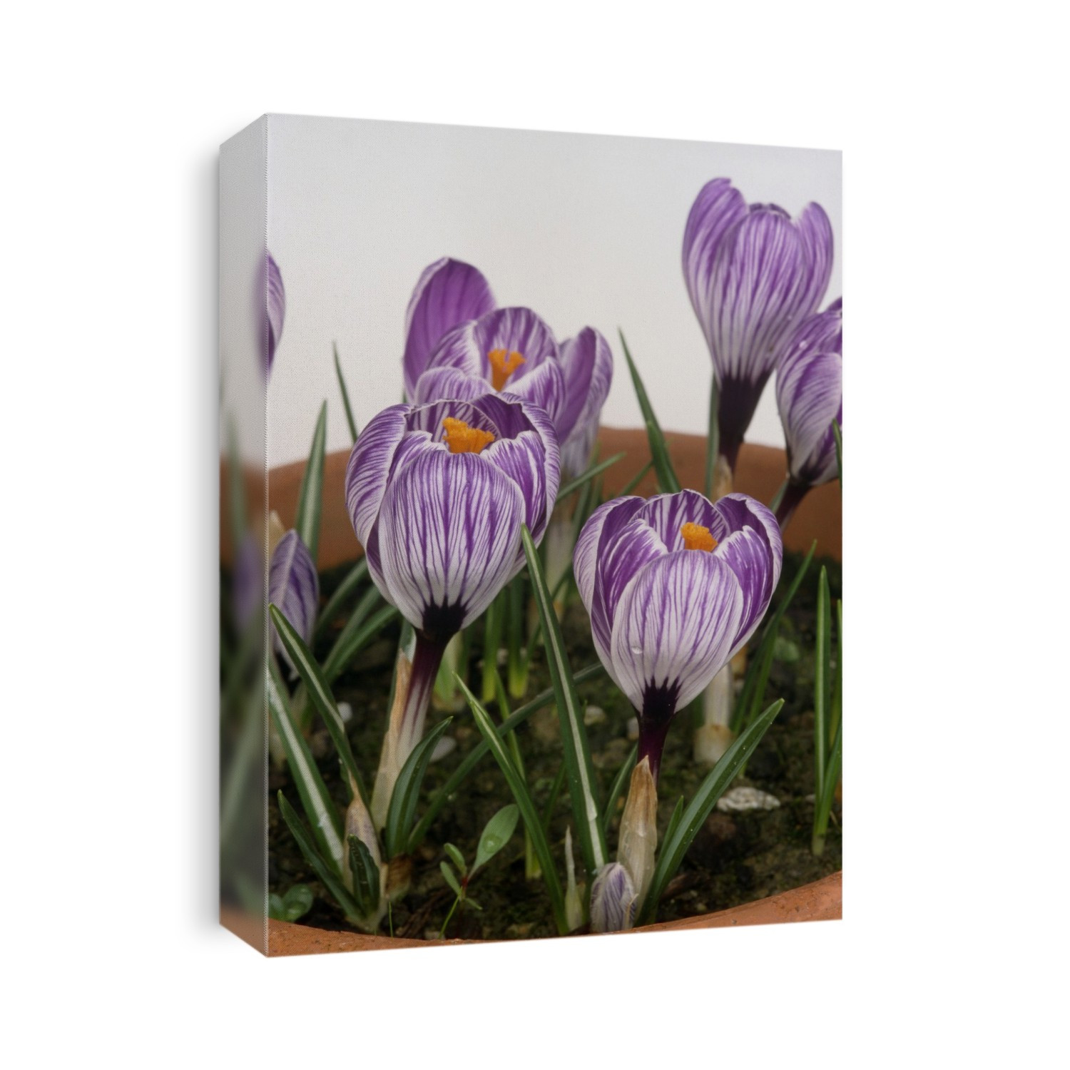 Crocus vernus 'PICKWICK', flowers in pot.