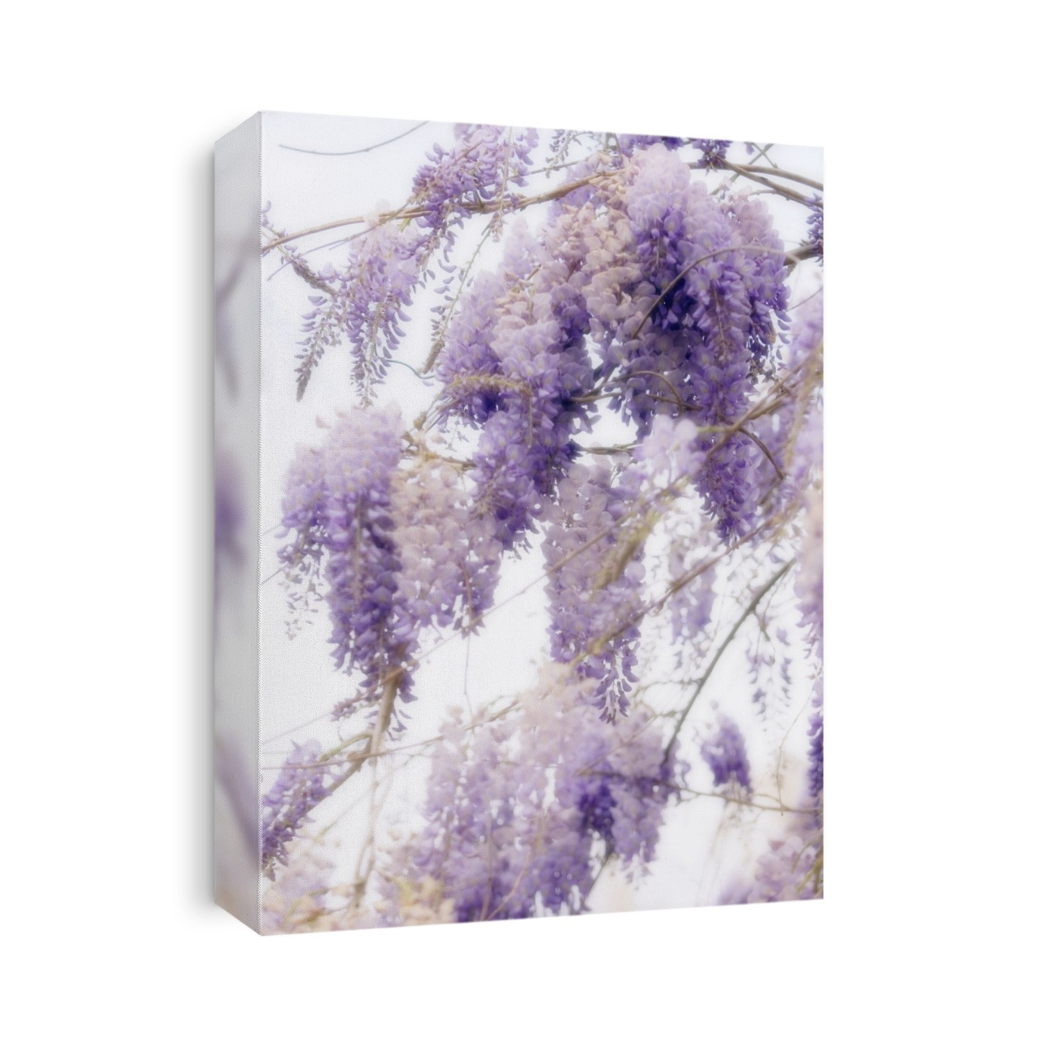 Chinese wisteria flowers (Wisteria sinensis).