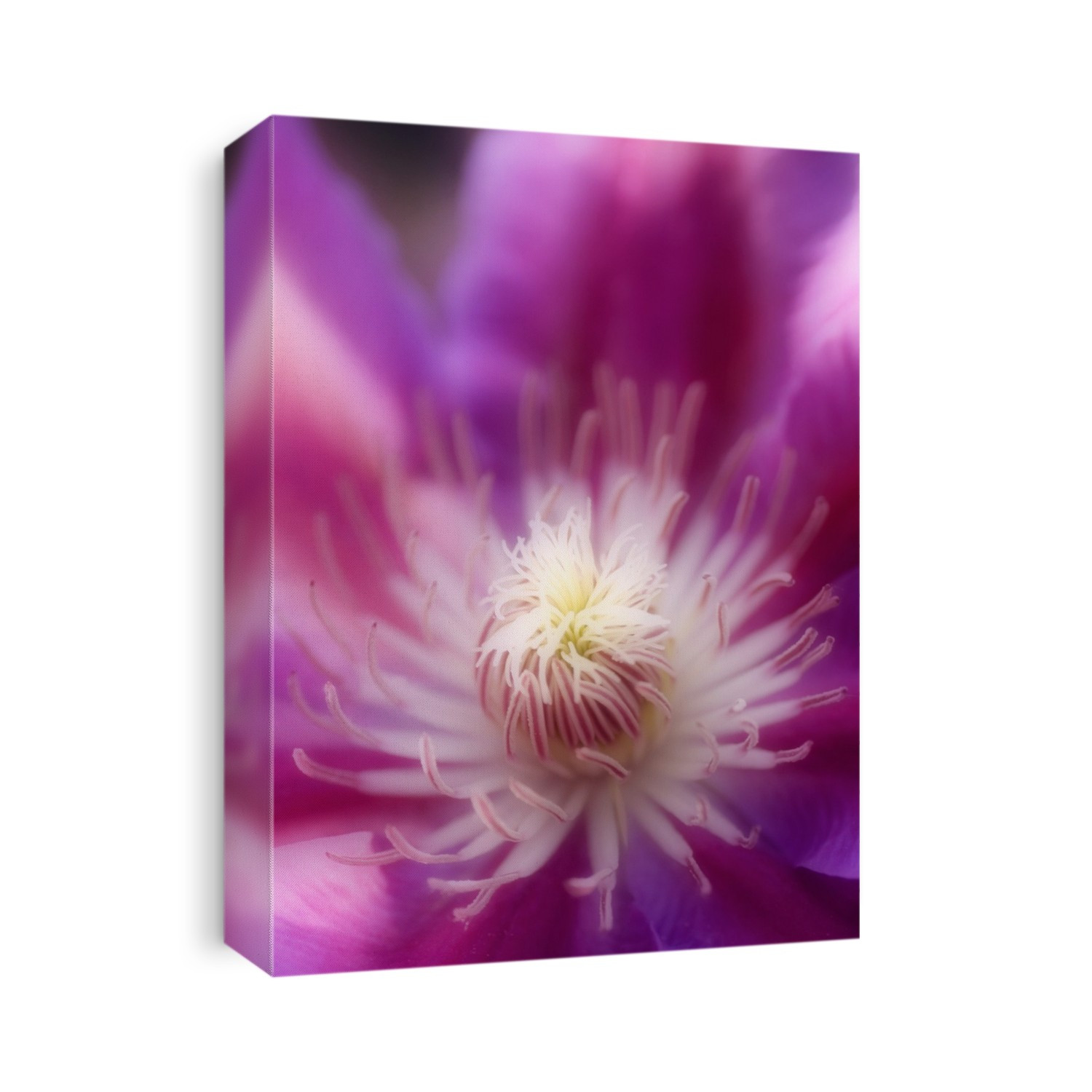 Purple clematis (Clematis sp.) hybrid.