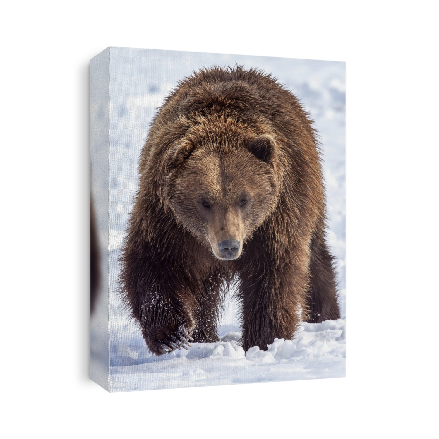 Large male Brown bear (Ursus arctos) walks towards camera in snow, captive at Alaska Wildlife Conservation Center, South-central Alaska; Alaska, United States of America