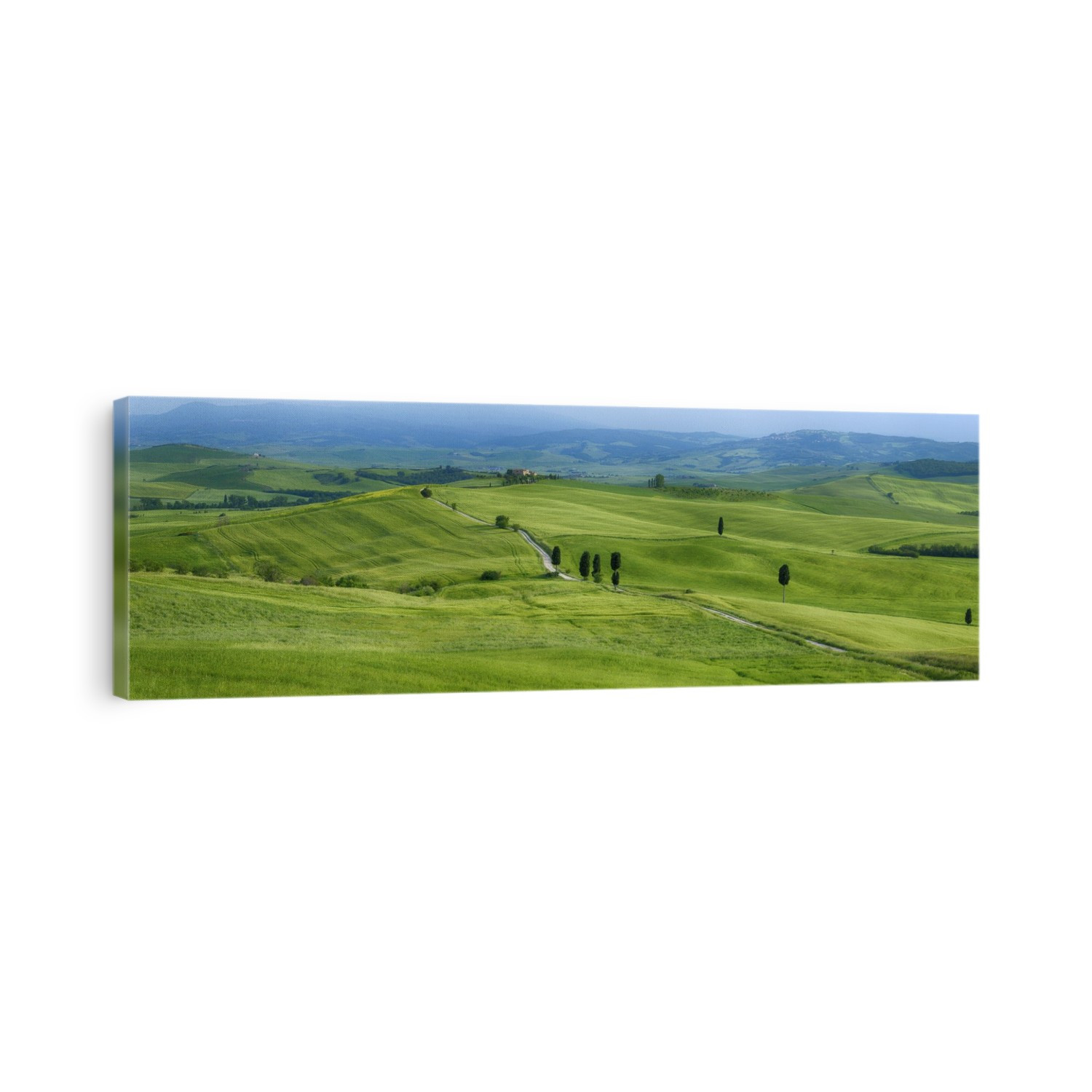 Track passing through green fields with cypress trees. Pienza, Siena Province, Val d´Orcia, Tuscany, Italy.