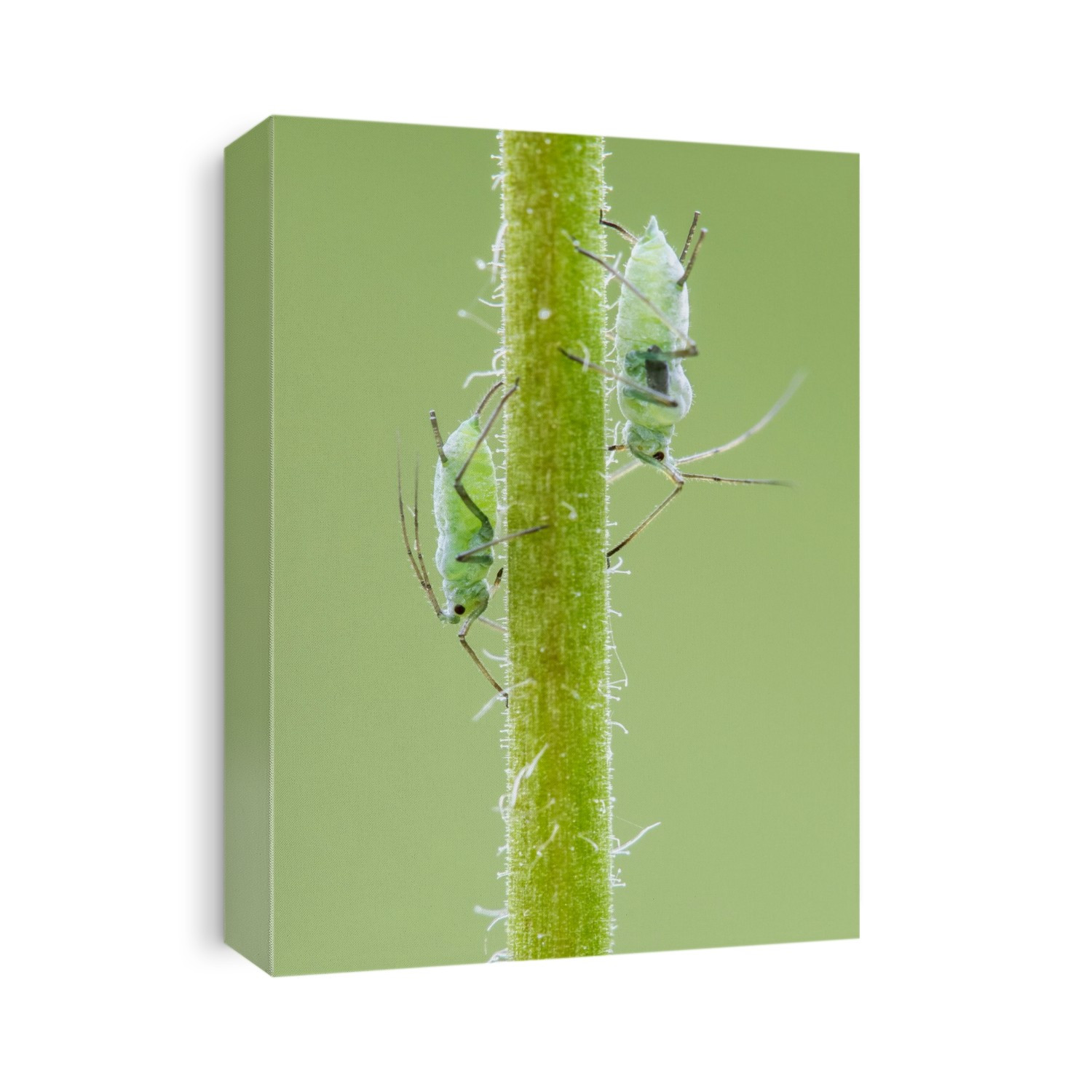 A pair of green aphids feeding on a plant. Photographed in Somerset UK in May.
