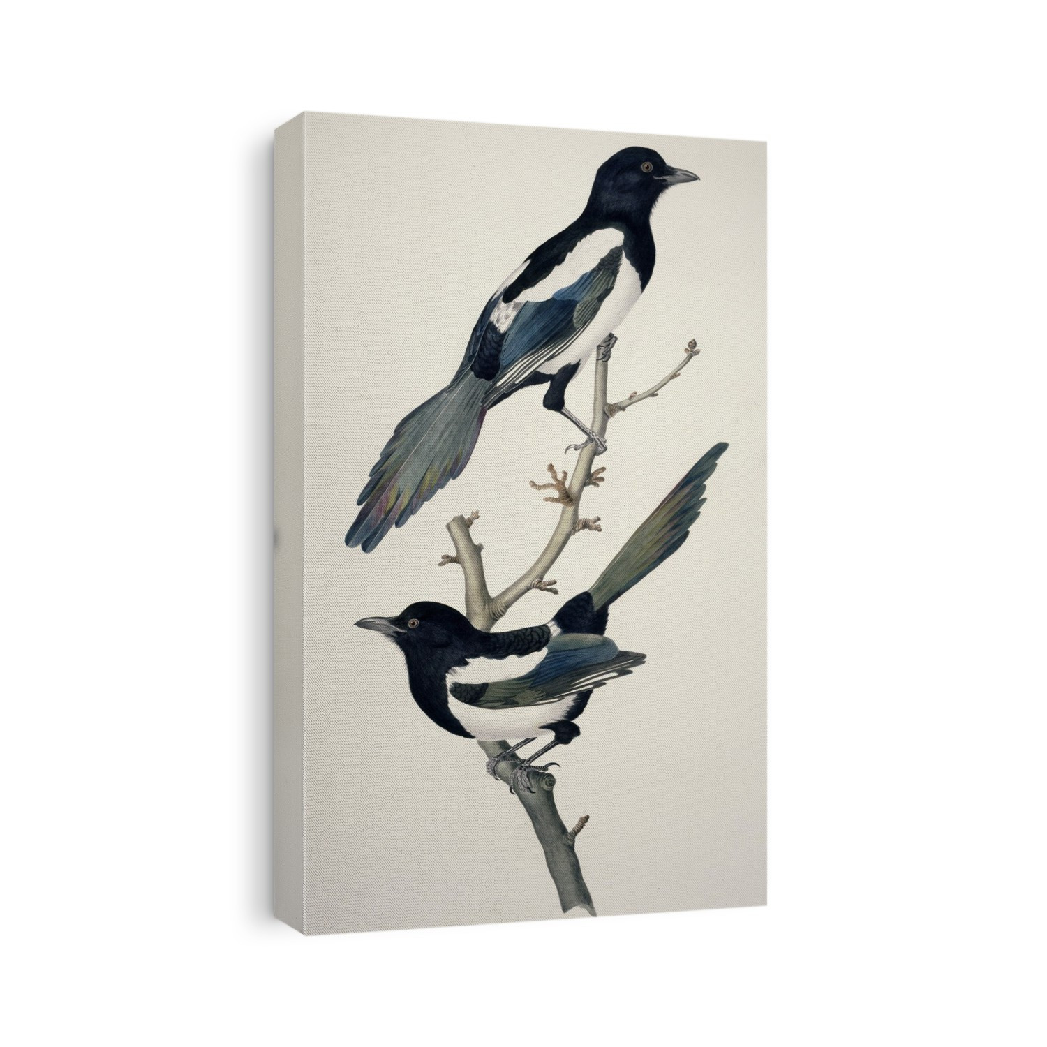 Common magpie (Pica pica) pair. Plate 31 from 'Watercolour drawings of British Animals' (1831-1841) by William MacGillivray.