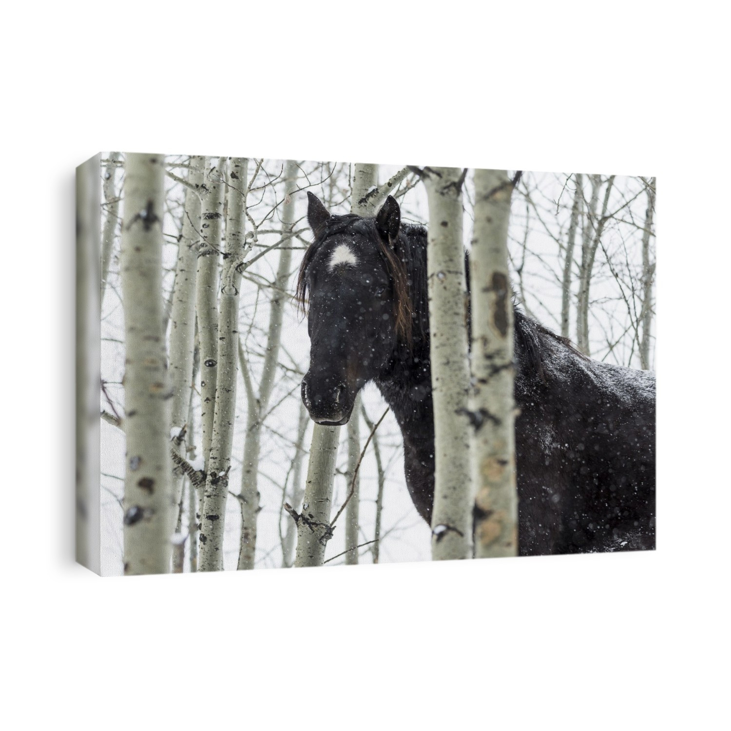Wild Horse In A Snowstorm; Turner Valley, Alberta, Canada