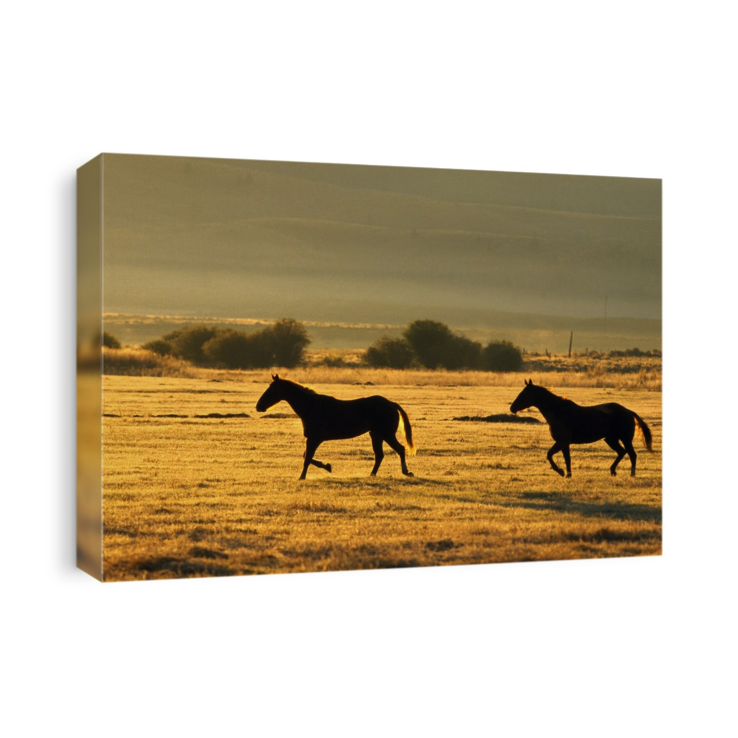 Silhouetted Horses Running