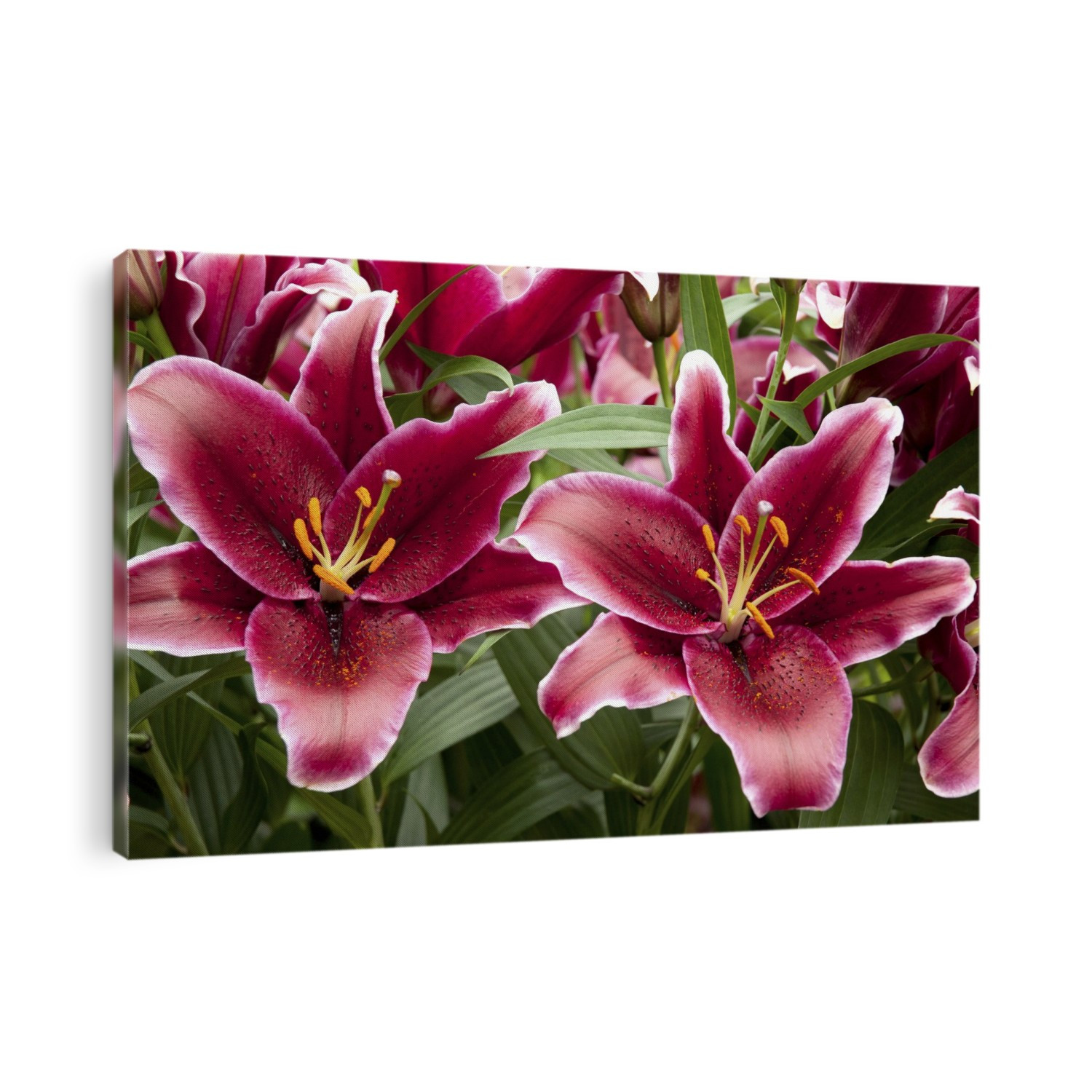 Large red lily flowers.; Longwood Gardens, Pennsylvania.