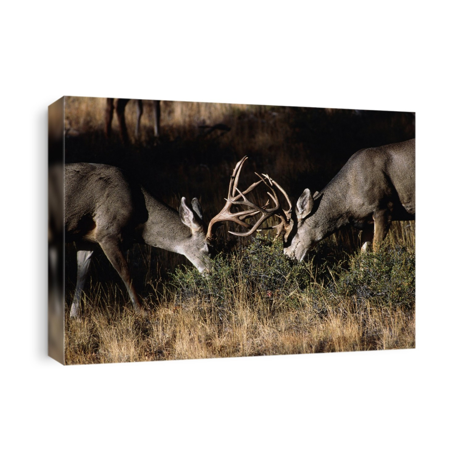 Mule deer. Two mule deer (Odecoileus hemionus) bucks (male) locking antlers. The locking of antlers takes place during a rut (period of sexual excitement) when the males compete for the females. The mule deer's antlers are up to 70 cm long and can have fifty or more points. Mule deer are herbivores, feeding on branches and bushes. A fully grown mule deer has a body weight of up to 215 kg and a body length of up to 190 cm. They are found in central and western USA. Photographed in Rocky Mountain National Park, Colorado, USA.