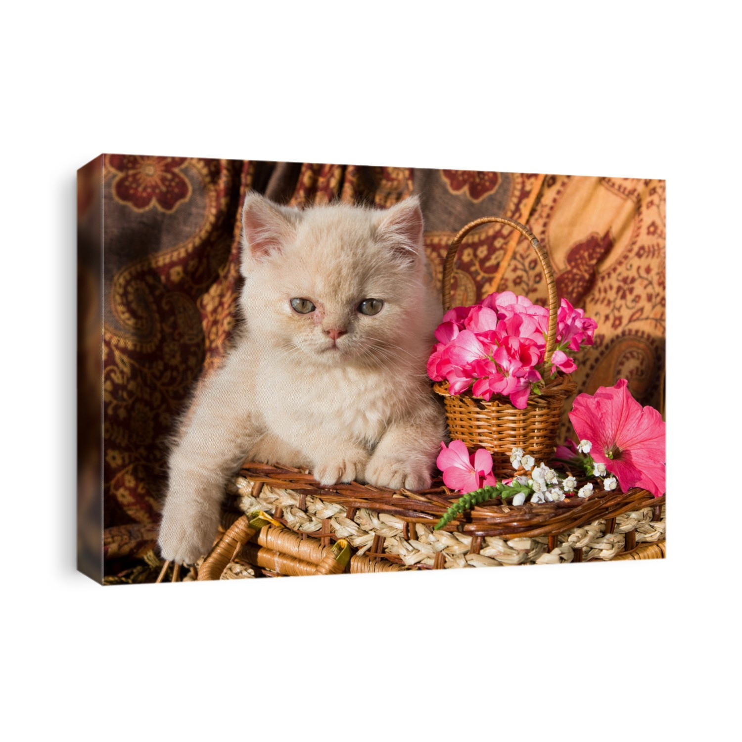 kitten and flowers