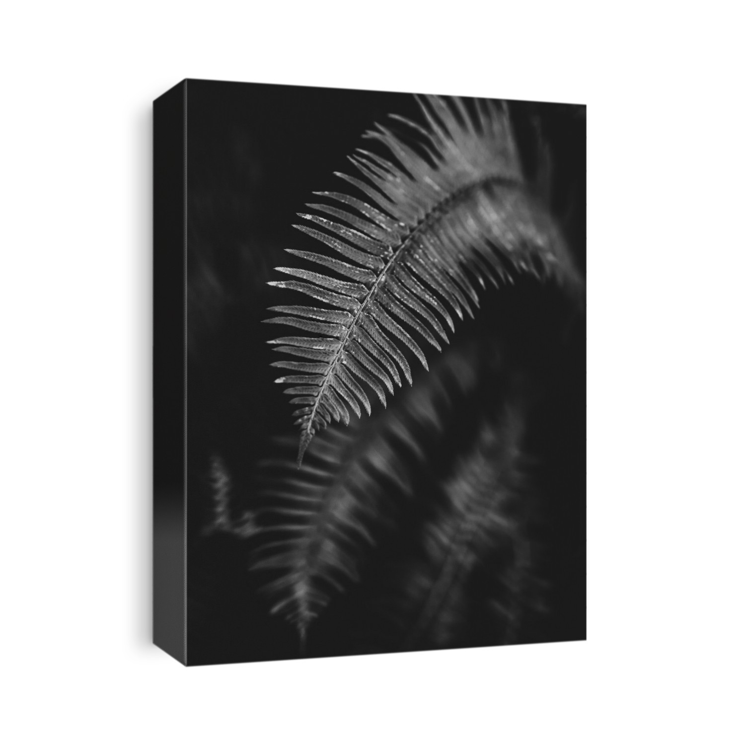Black and white image of a fern leaf; Vancouver, British Columbia, Canada
