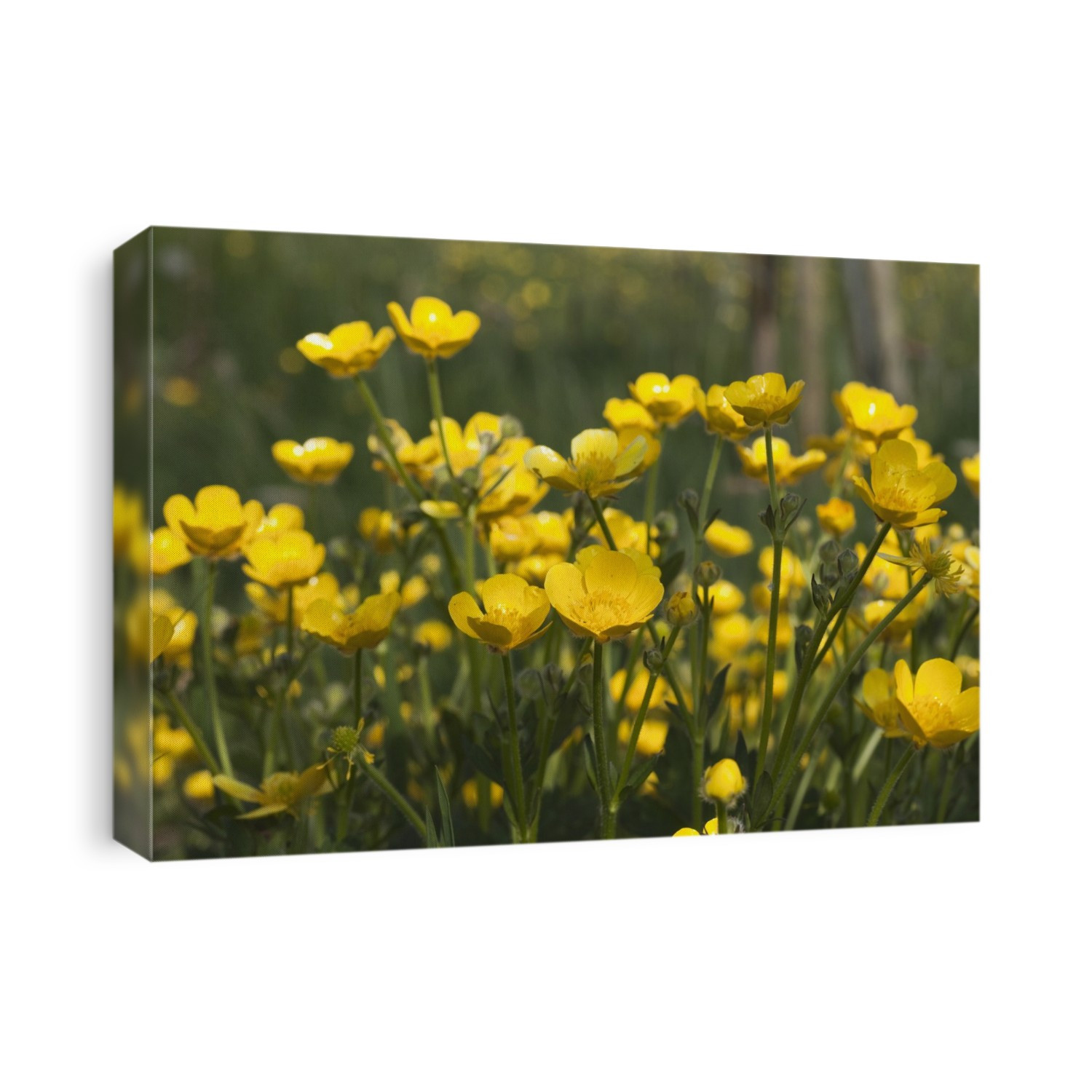 A Field Of Yellow Buttercups; Northumberland, England