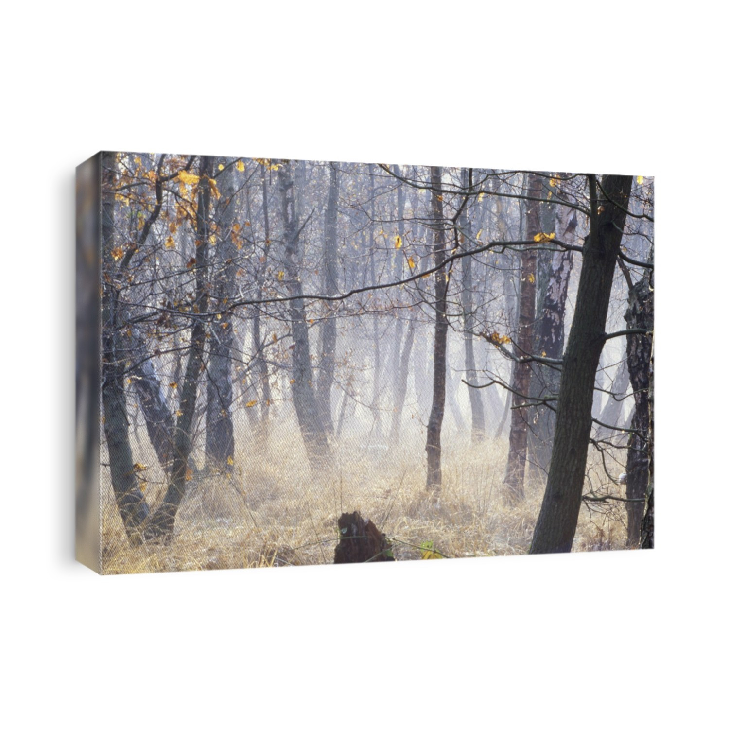 Oak and Birch trees in fog. Woodland in winter in Epping Forest, England.