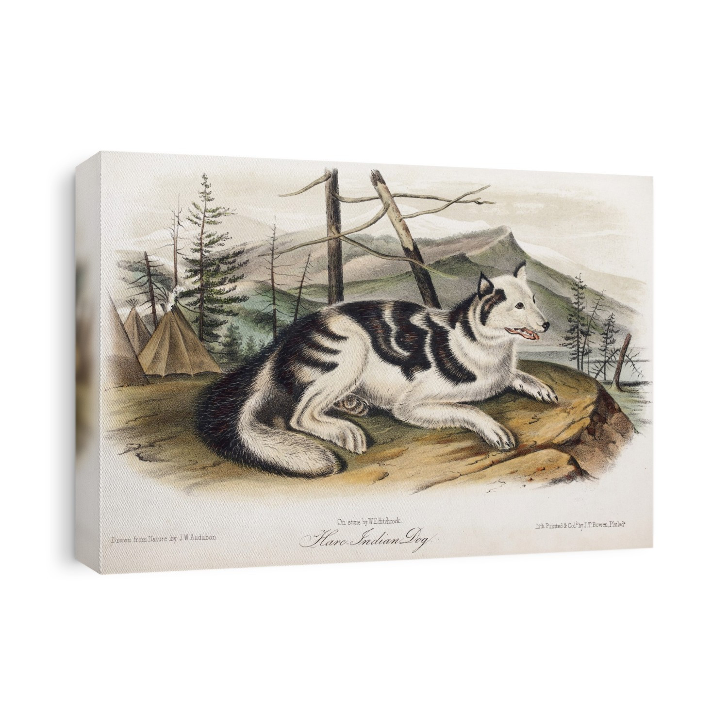 Copperplate engraving with contemporary hand colouring from "The Viviparous Quadrupeds of North America" by John James Audubon and John Bachman, originally published in three volumes (1845-1848). The Hare Indian dog is an extinct domestic canid; possibly a coydog (fertile coyote dog mix), or possibly even a domesticated coyote. It was found in northern Canada and used by the Hare Indians for coursing because it was fast and agile like a coyote. Its temperament however was that of a domestic dog. It went extinct or disappeared through genetic introgression with other breeds of dogs in the 19th century. Interestingly old Russian experiments to domesticate red foxes turn up similar fur patterns as the Hare dog displayed and it is thought to be an early pleiotropic effect of selecting canids for tameness and the hormones that mediate that trait.