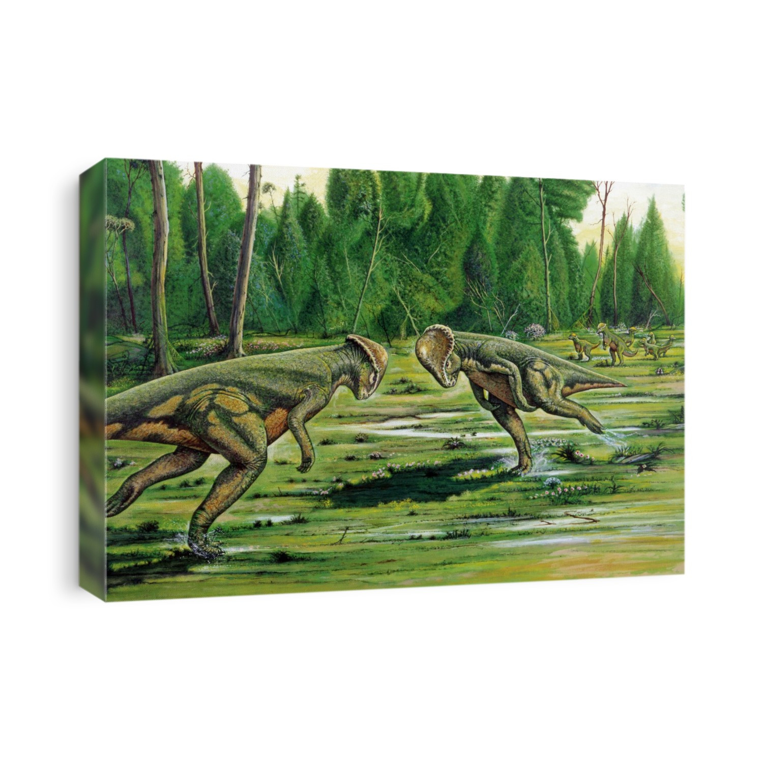 Pachycephalosaurus. Computer illustration of two Pachycephalosaurus sp. dinosaurs head-butting each other in a prehistoric landscape. These bipedal herbivorous dinosaurs lived during the Late Cretaceous Period (around 100 to 66 million years ago) in what is now North America and Asia.