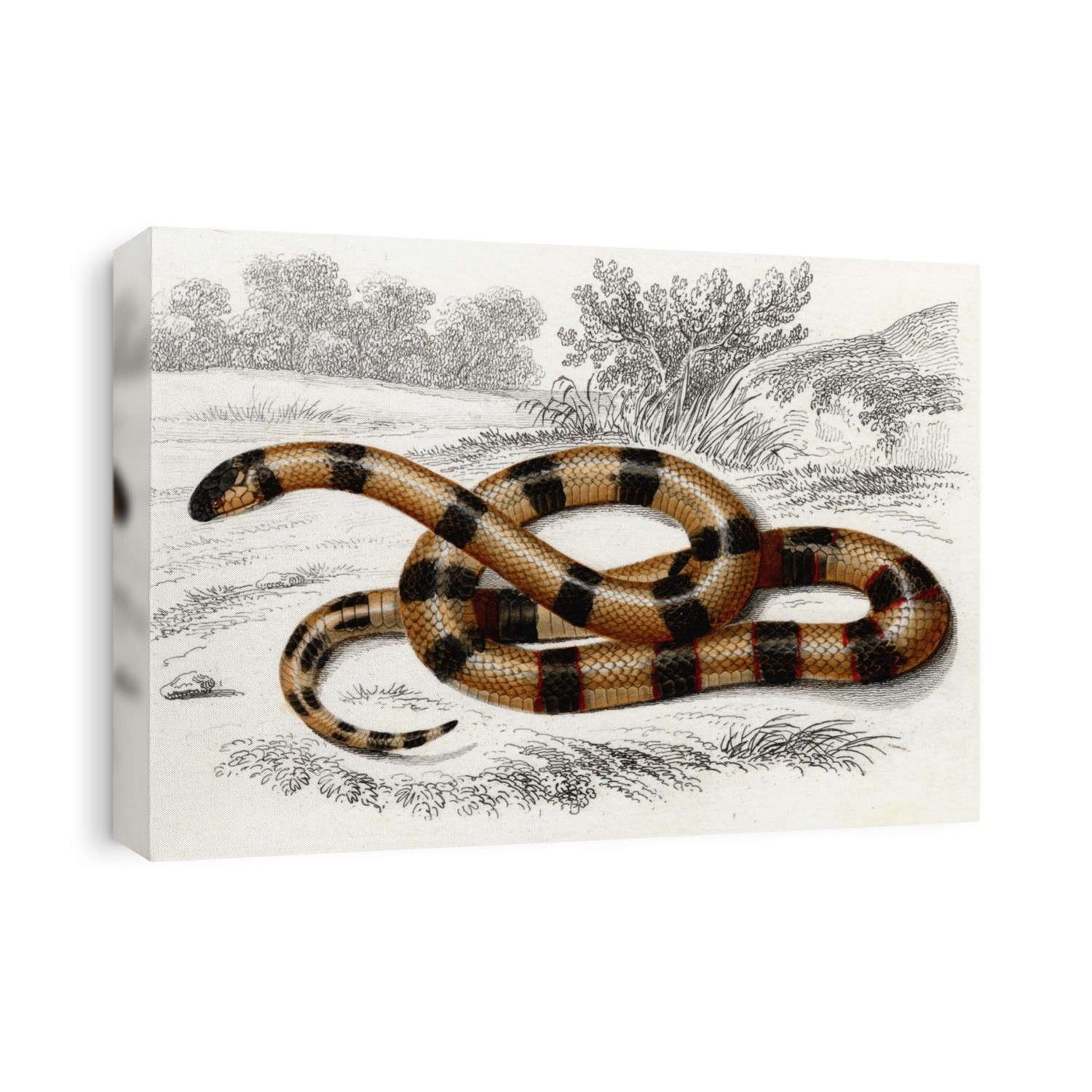 Coral snake (Elaps corallinus), 19th Century illustration. Coral snakes are a large group of elapid snakes - venomous snakes found in tropical and subtropical regions around the world.