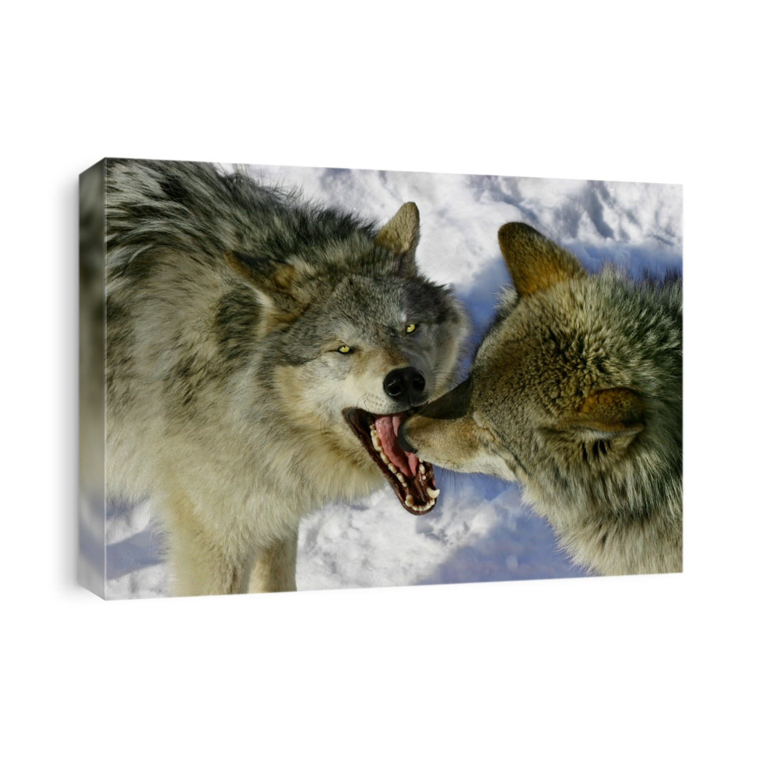 Two Wolves are Fighting