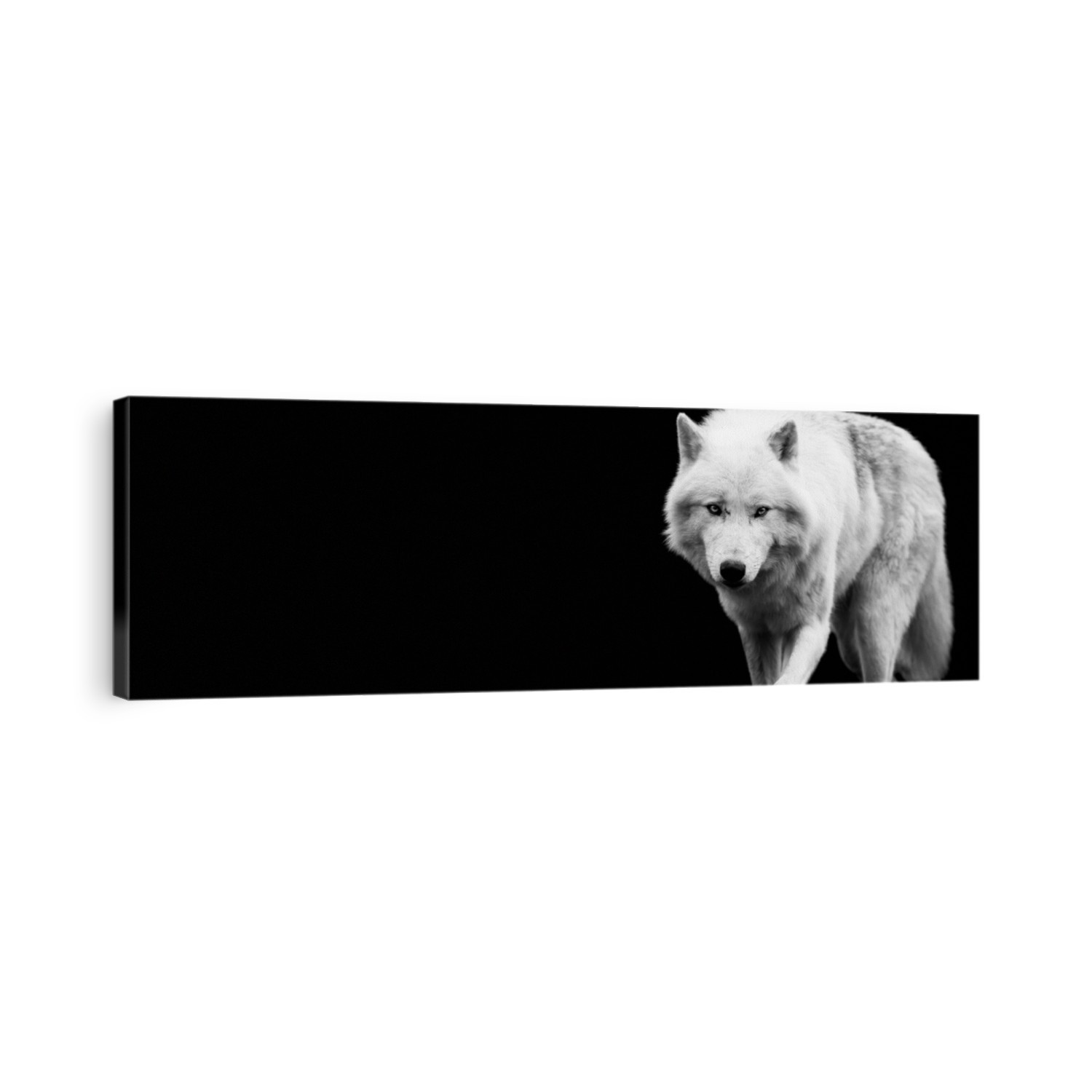 White wolf with a black background