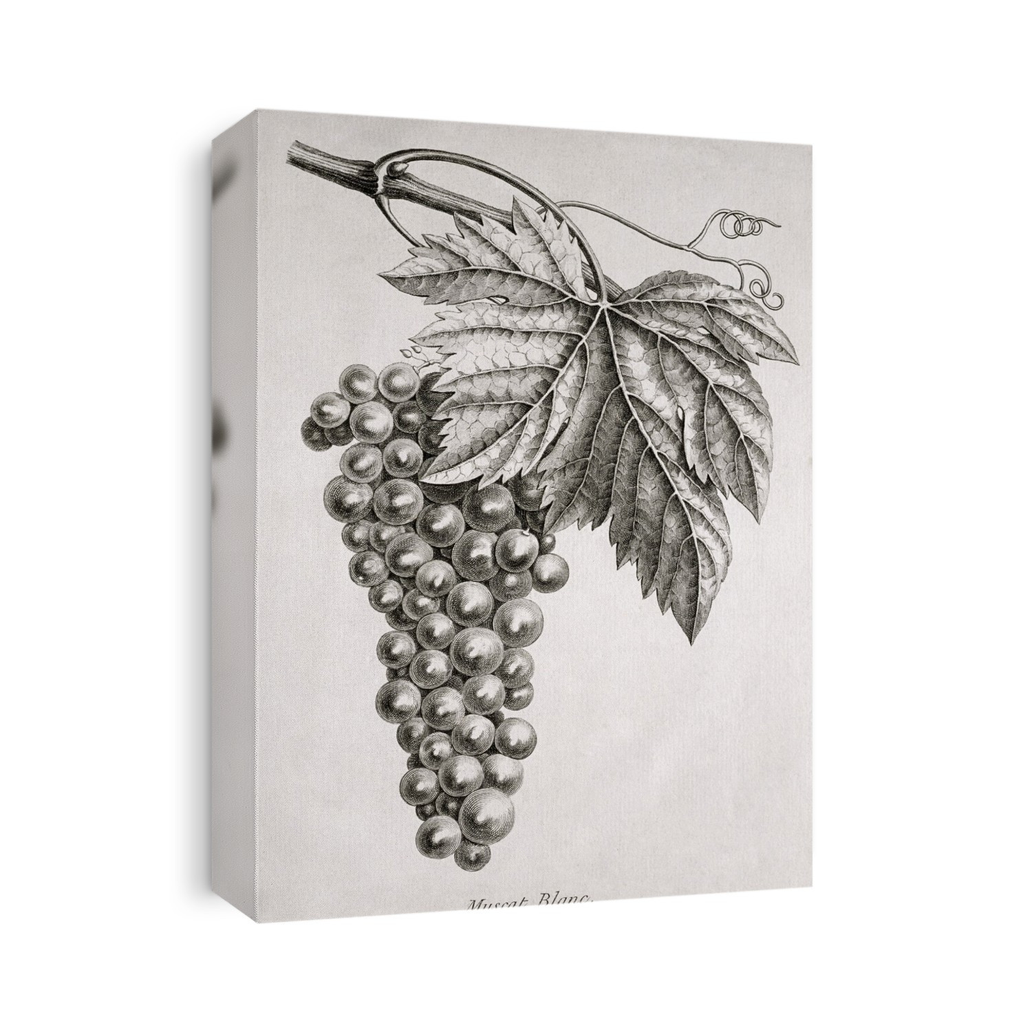 Grapes (Vitis vinifera), historical artwork. These are 'Muscat Blanc' grapes, a cultivar of the European grape used to produce white wine. Muscat Blanc is a very ancient grape cultivar, thought to date back to the time of Ancient Greece. Here, a bunch of grapes are shown on a vine, along with a leaf, and vine tendrils at upper right. Artwork from a book published in 1768.