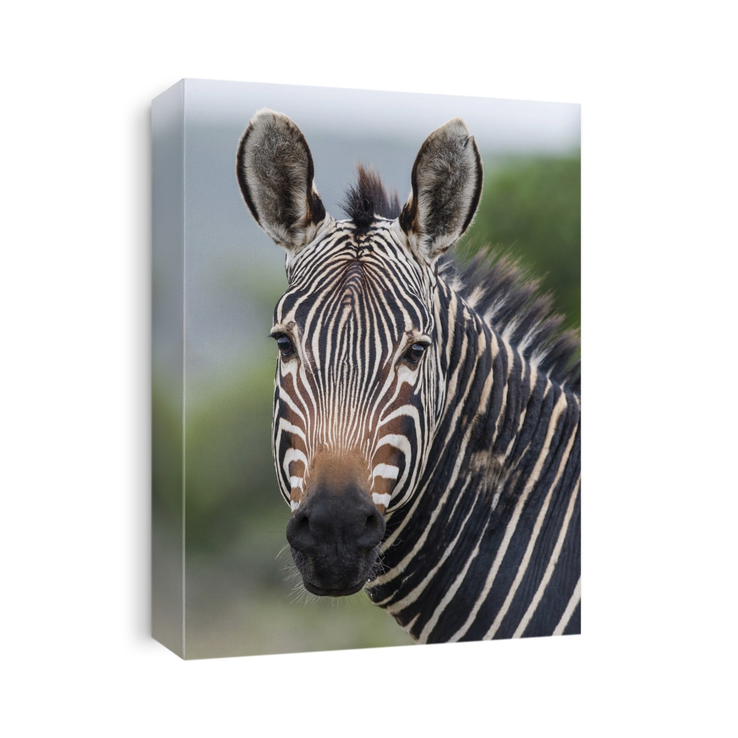 Portrait of a Cape Mountain Zebra stallion (Equus zebra zebra). Photographed at the De Hoop Nature Reserve and Marine Protected Area, Western Cape, South Africa.