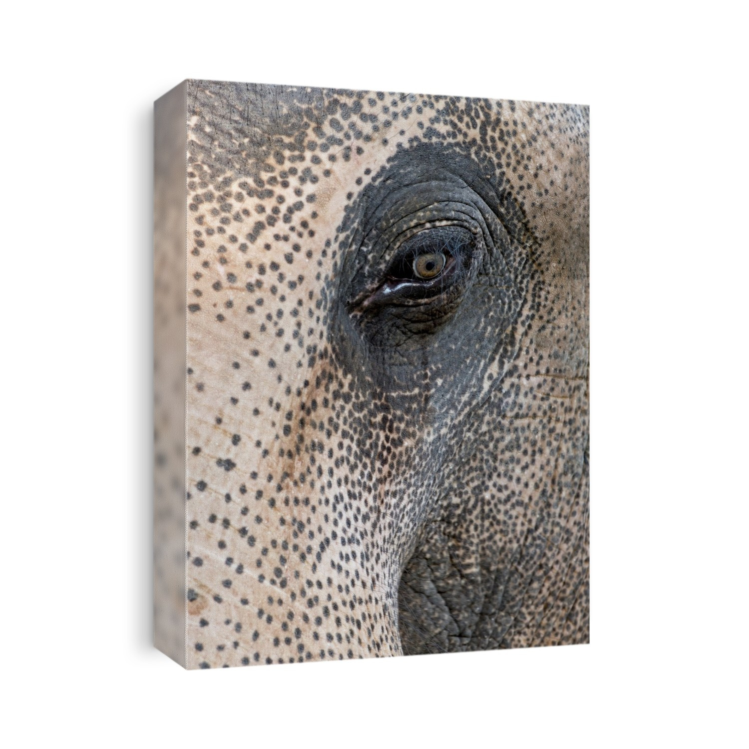 Asian elephant eye. The Asian elephant (Elephas maximus) is found in Southeast Asia from India in the west to Borneo in the east. Photographed in Minneriya, Sri Lanka.