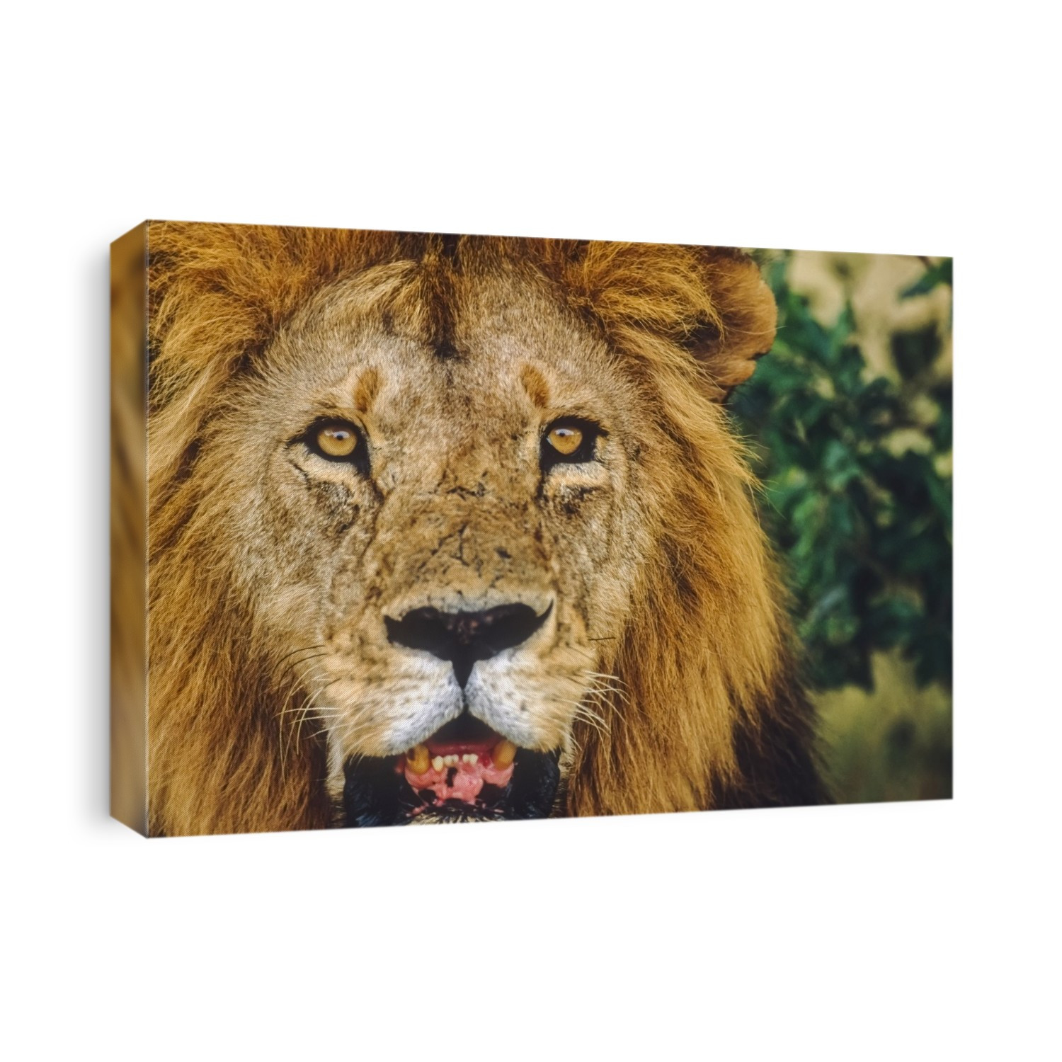 Close Up Of Male Lion Face Africa