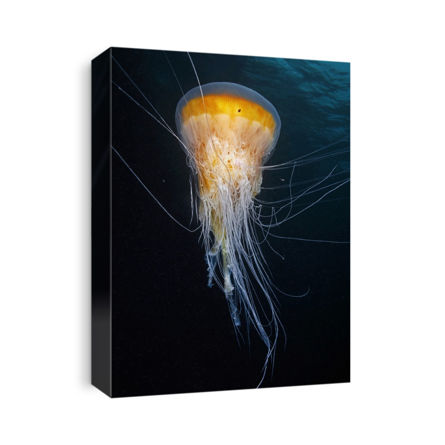 Egg-yolk jellyfish (Phacellophora camtschatica). This species is found in cool waters across the world. It feeds on gelatinous zooplankton and smaller jellyfish, which become ensnared in its tentacles.