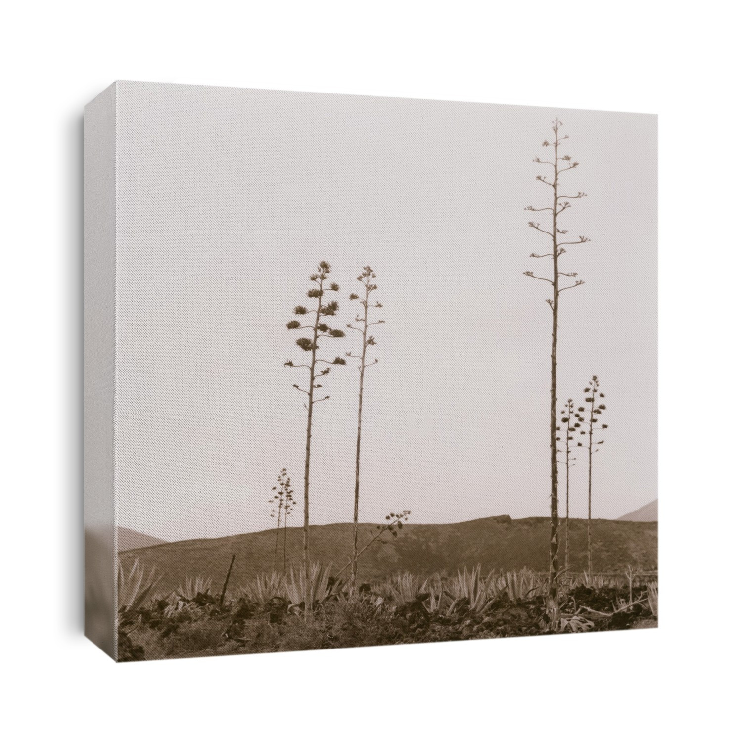 Trees in Lanzarote, Canary Islands.