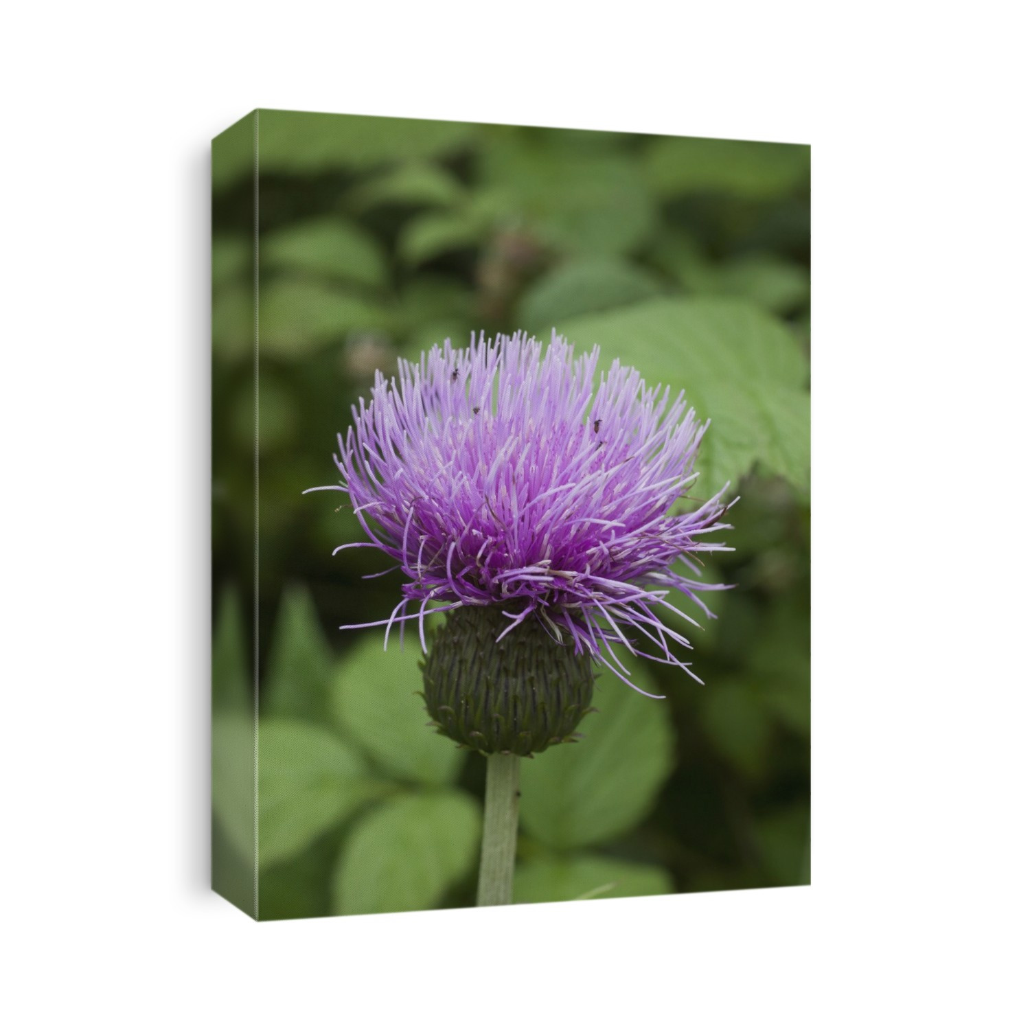A Purple Flower; Northumberland, England