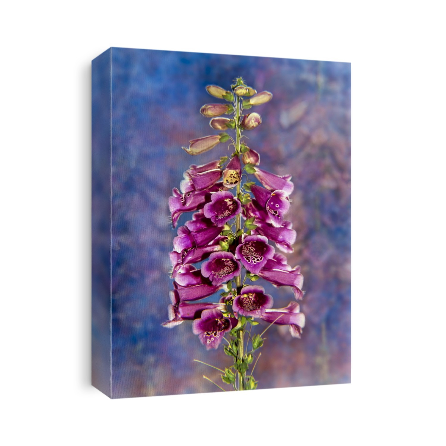 Foxglove (Scrophulariaceae), 'The Shirley' Digitalis Purpurea in New York Botanical Garden; Bronx, New York, United States of America