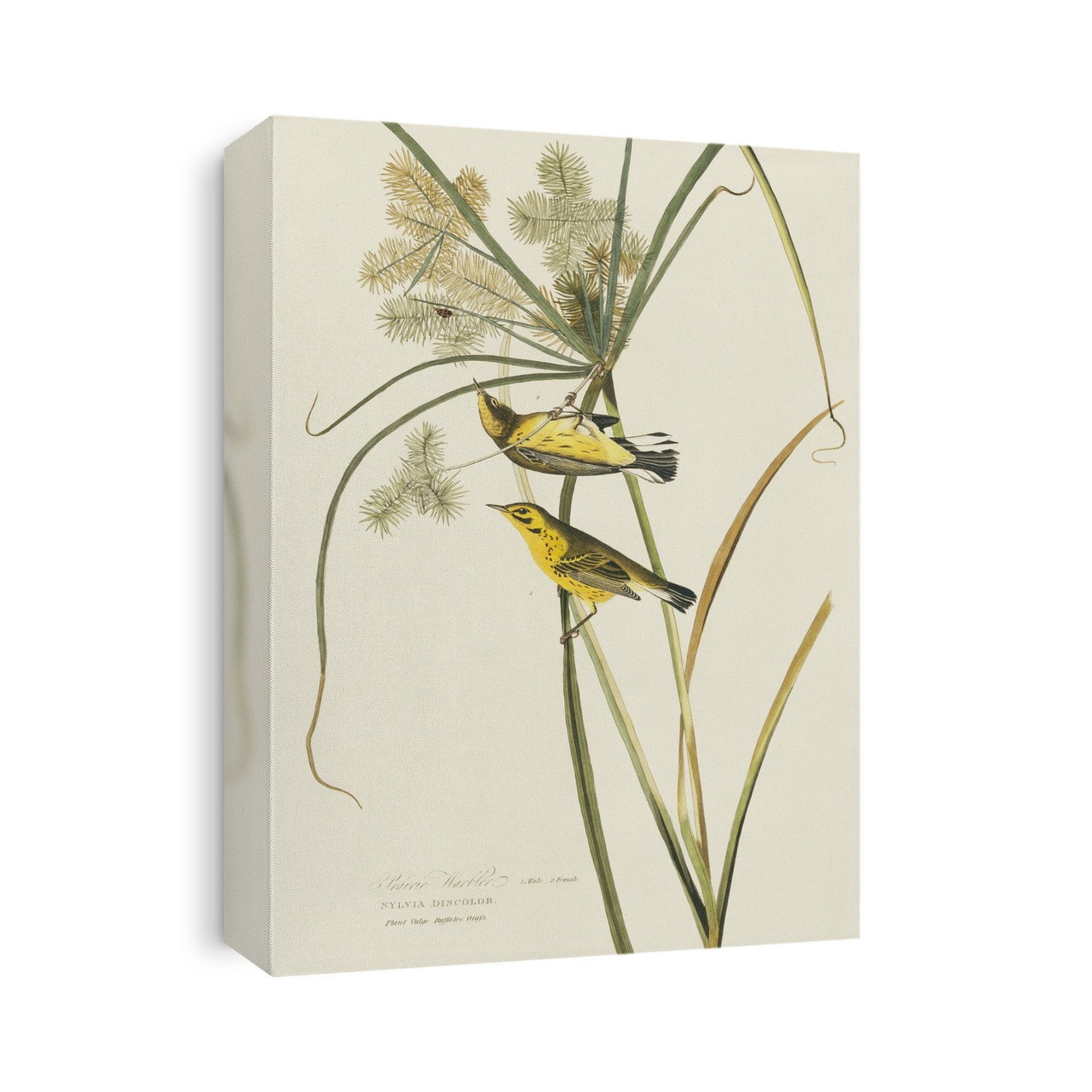 Prairie warblers (Dendroica discolor). Illustration from John James Audubon's 'Birds of America', original double elephant folio (1827-30), hand-coloured aquatint.