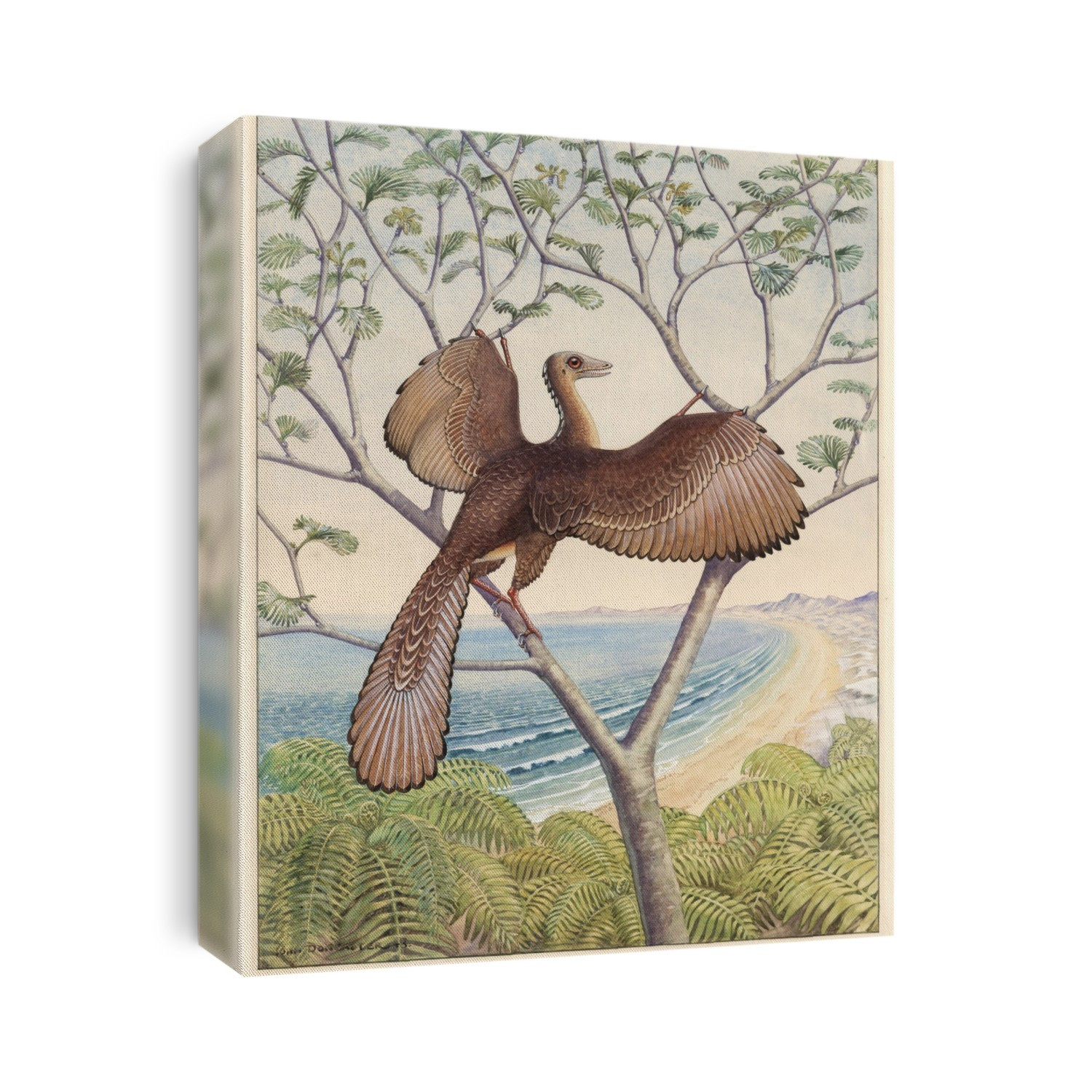 Archaeopteryx dinosaur. Artwork of an Archaeopteryx, the first bird, which resembled a flying reptile with feathers. This small animal lived in the late Jurassic period of around 130 million years ago. Archaeopteryx, seen as the link between reptiles and birds, had many of the features of a small dinosaur with the addition of feathers and combined reptilian and bird-like claws on its wings. It was about the size of a crow.