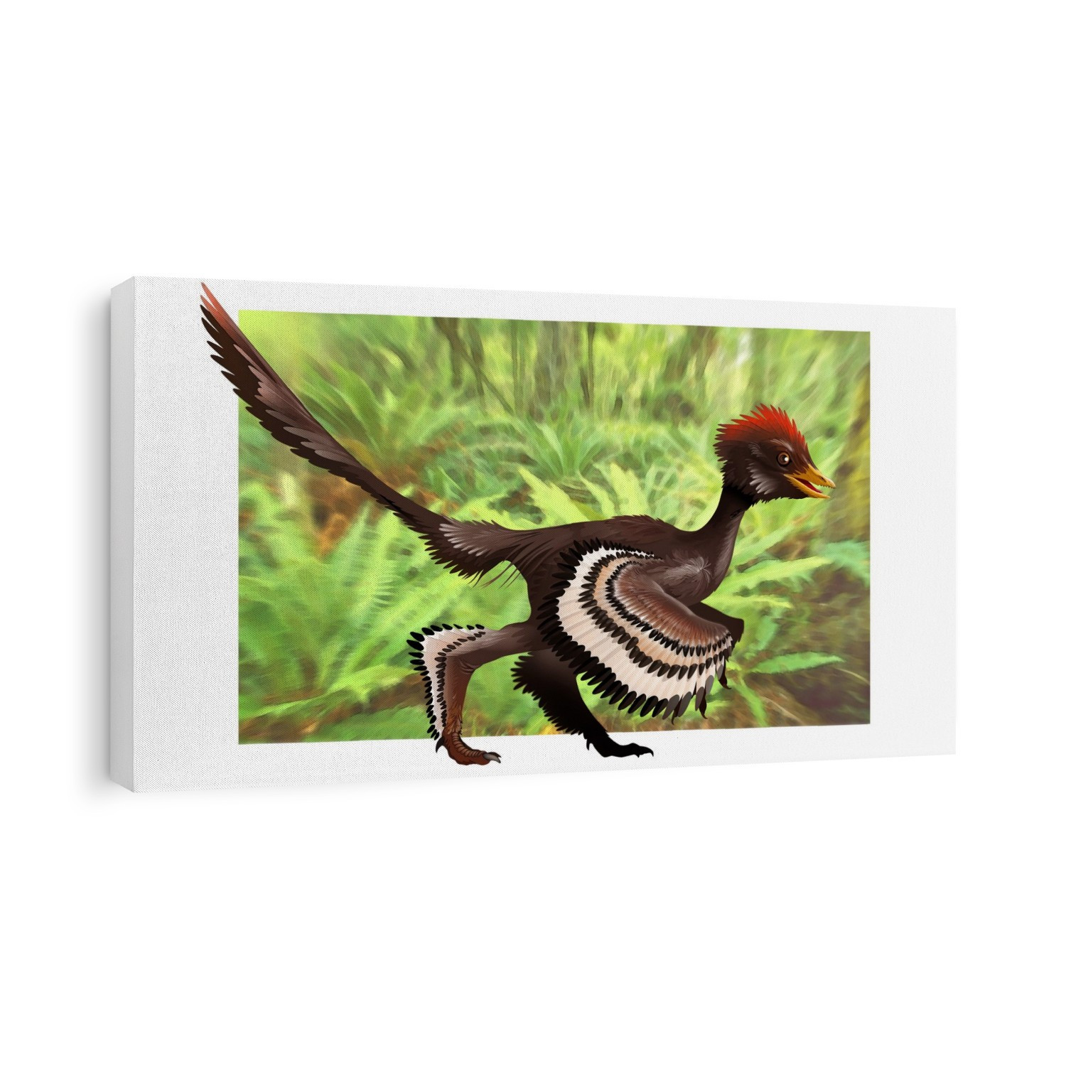 Anchiornis feathered dinosaur, artwork. The type specimen of this genus, Anchiornis huxleyi, was identified in 2009, based on fossils found in China dating from the Jurassic around 160 million years ago. The colours of this non-avian feathered dinosaur have been determined by comparing its fossils with the anatomy of modern birds. It was a small dinosaur, only 34 centimetres in height, and weighing around 110 grams.