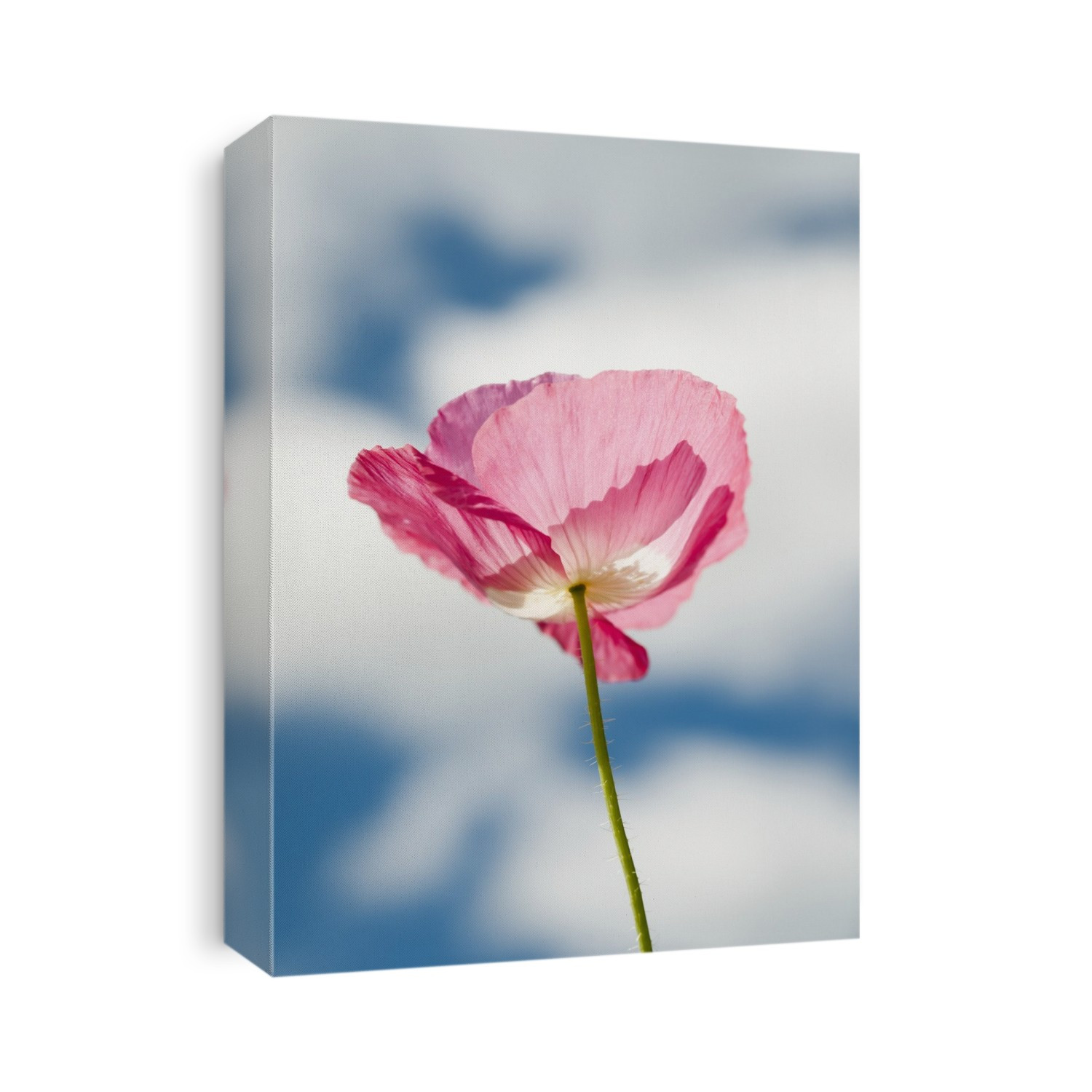 A Pink Poppy Reaches For The Clouds; Astoria, Oregon, United States Of America