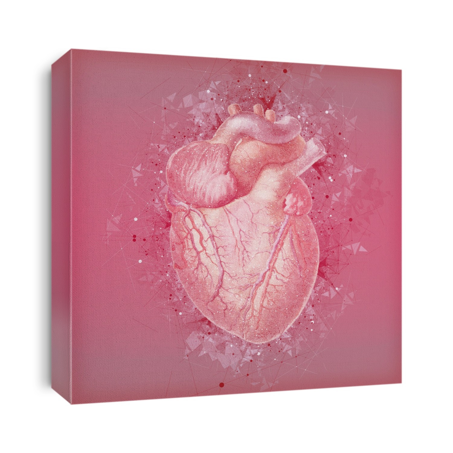 Human heart, illustration.