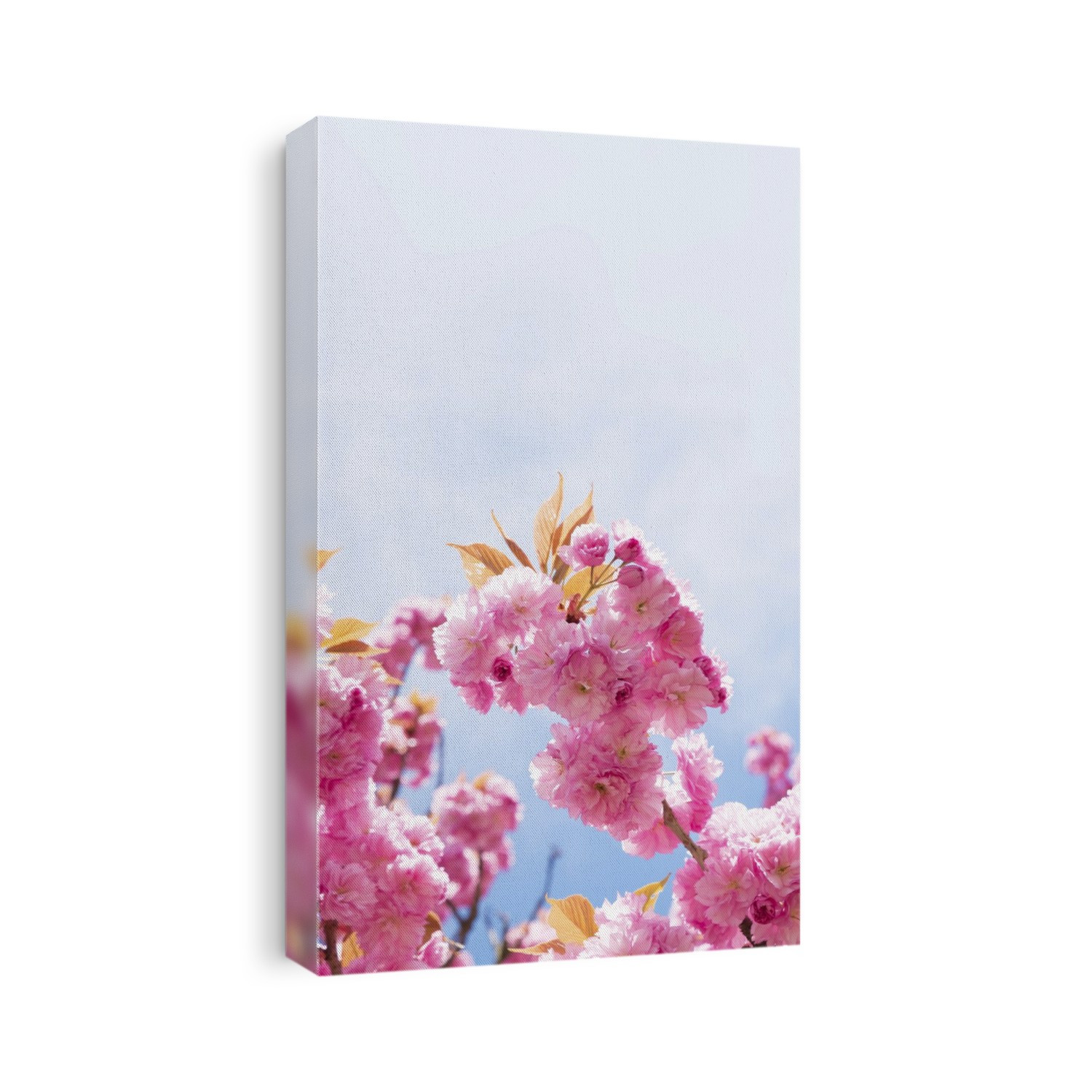 Cherry blossom, close up.
