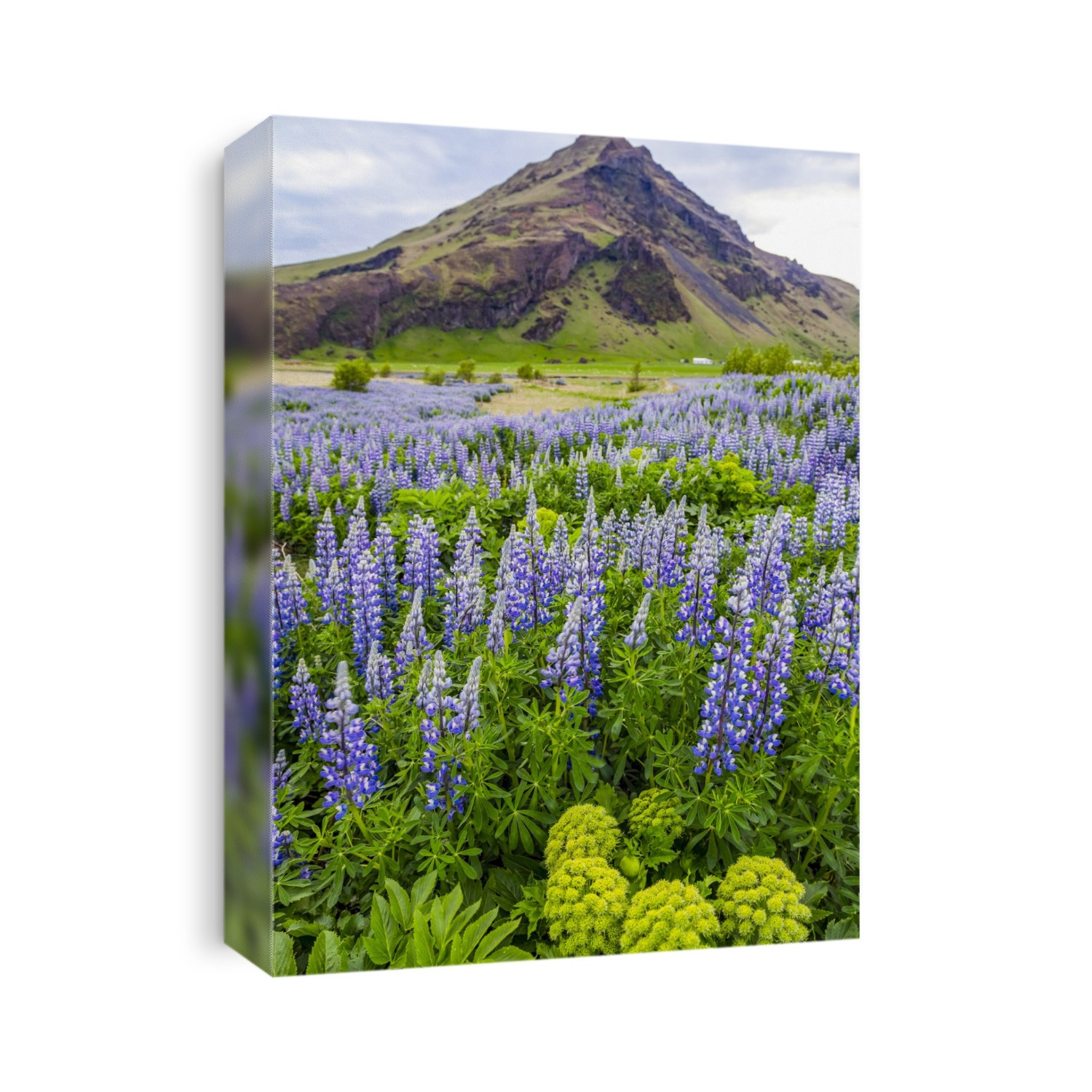 A field of colorful wild lupin flowers in front of a volcanic mountain peak; Iceland