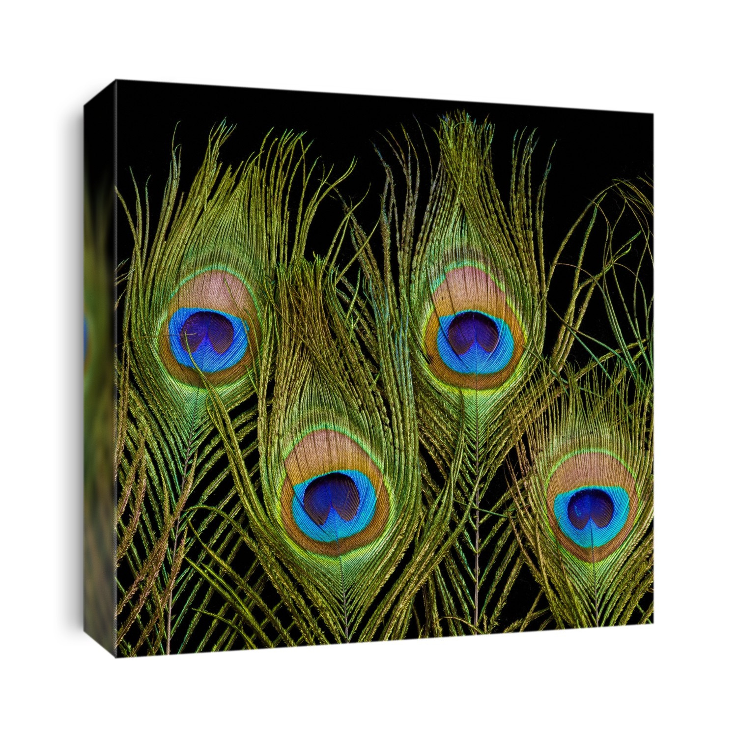 Peacock feathers, close up.