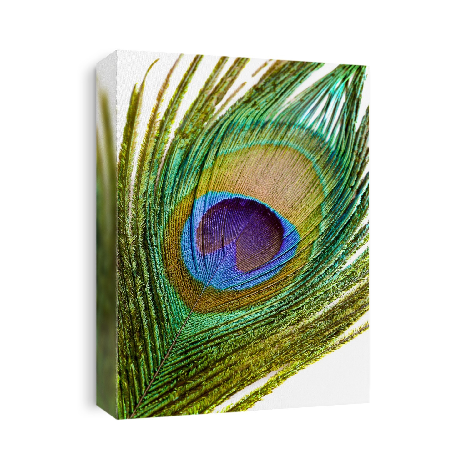 Peacock feather, close up.