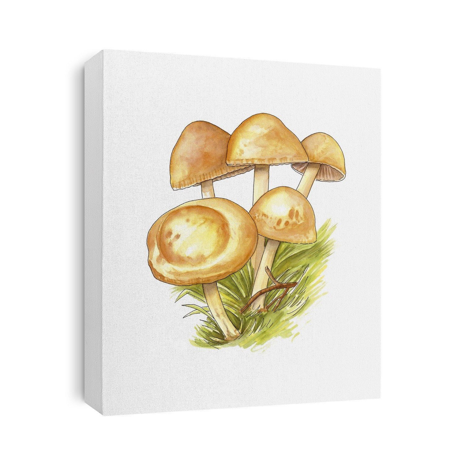 Fairy ring (Marasmius oreades) mushrooms, artwork.