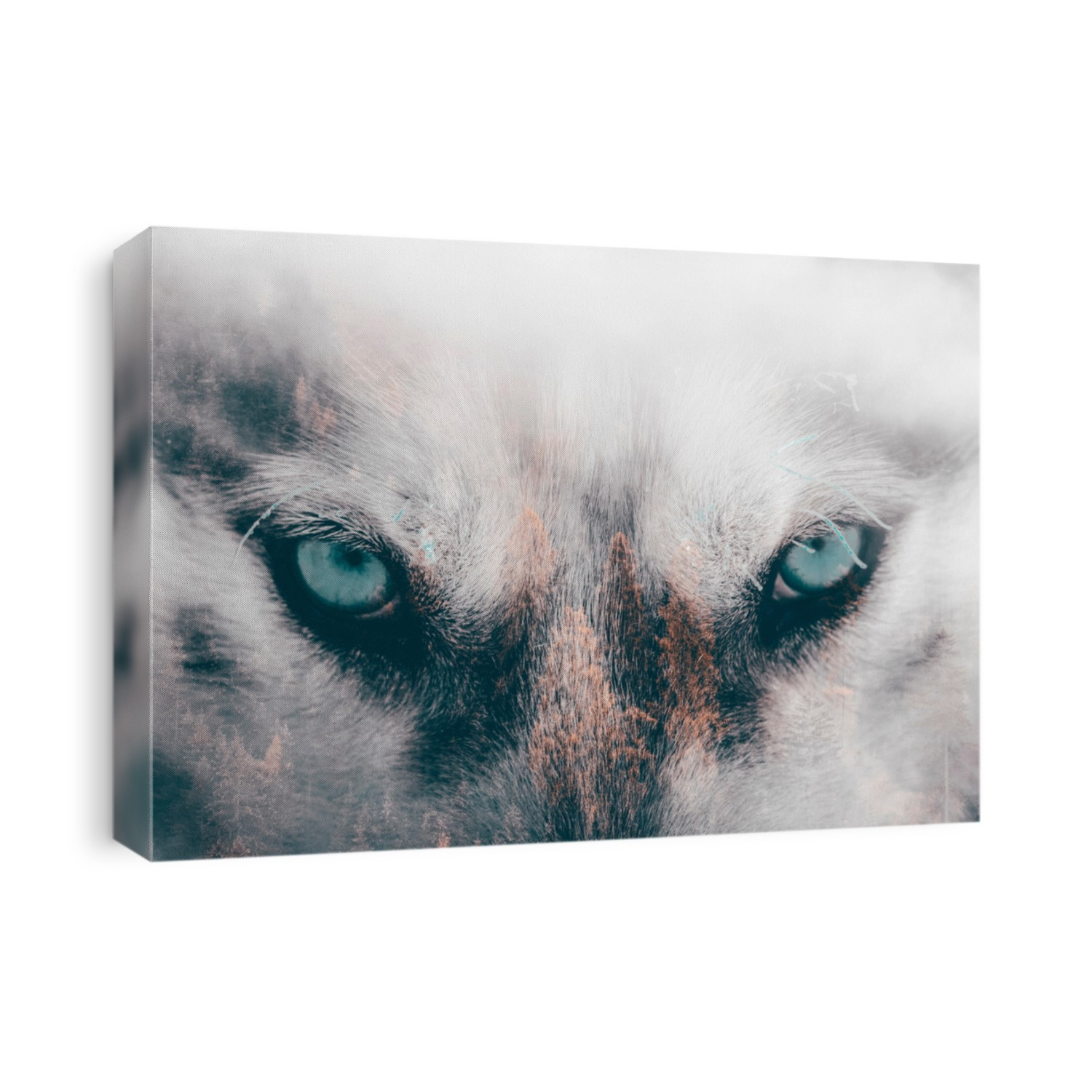 Double exposure image of a Siberian husky dog and a snowy pine forest. 