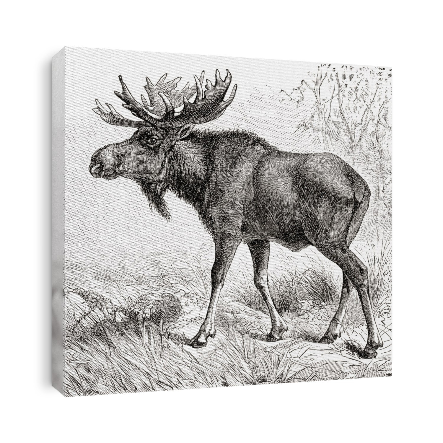 The moose or elk (Alces alces) the largest extant species in the deer family.  From Meyers Lexicon, published 1927.