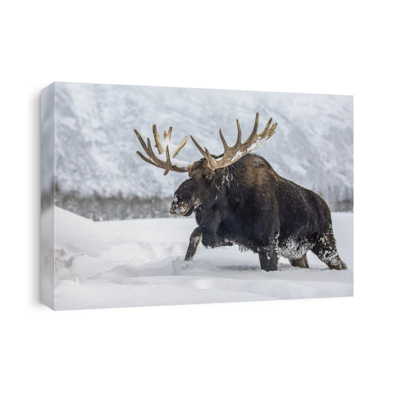 Mature bull moose (Alces alces) with antlers shed of velvet walking in snow, Alaska Wildlife Conservation Center, South-central Alaska; Alaska, United States of America