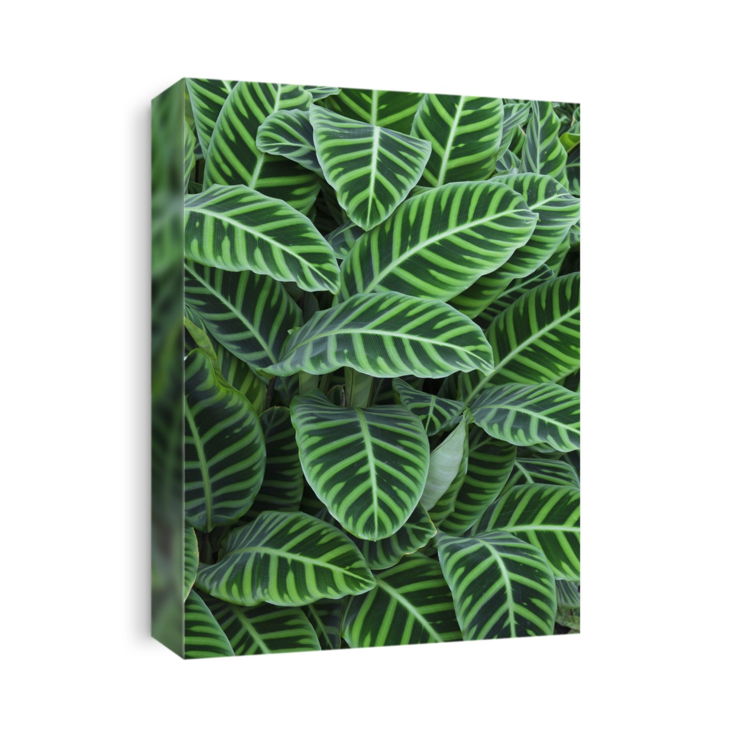 Zebra plant (Calathea zebrina).
