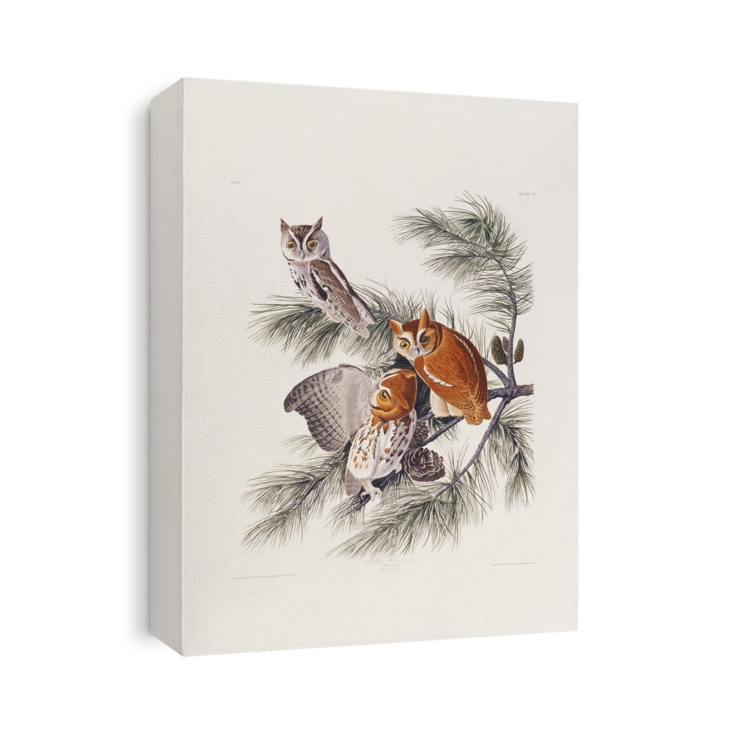 Eastern Screech Owl (Otus asio). Plate 97 from John James Audubon's 'Birds of America', original double elephant folio (1827-30), hand-coloured aquatint.