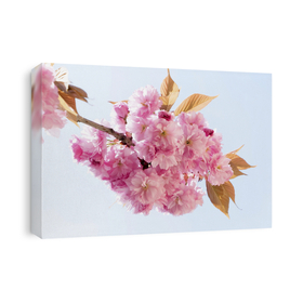 Cherry Blossom