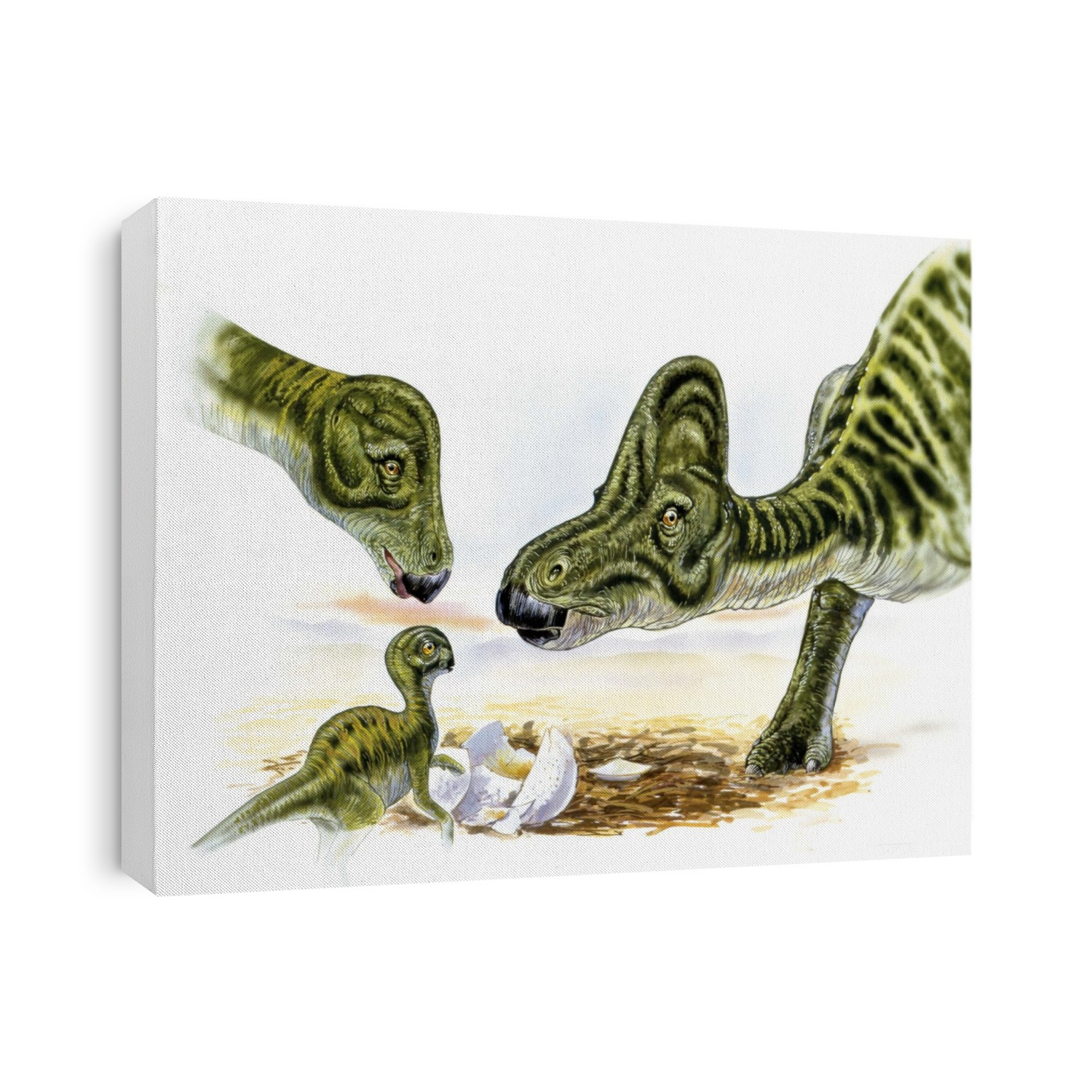 Hypacrosaurus dinosaurs and young. Computer illustration of Hypacrosaurus sp. dinosaurs with their newly-hatched young in a nest. This herbivorous ornithopod hadrosaur (duck-billed dinosaur) lived around 72-70 million years ago, during the Late Cretaceous period, in what is now North America.