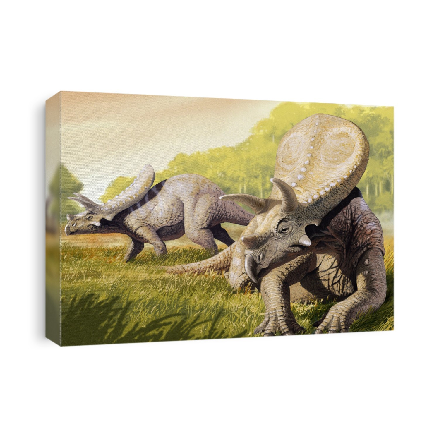 Torosaurus dinosaur. Artwork of a pair of Torosaurus dinosaurs. Torosaurus ('perforated lizard') had a huge horned skull measuring 2.6 metres in length. This herbivore lived during the Late Cretaceous (70-65 million years ago) and was closely related to Triceratops.