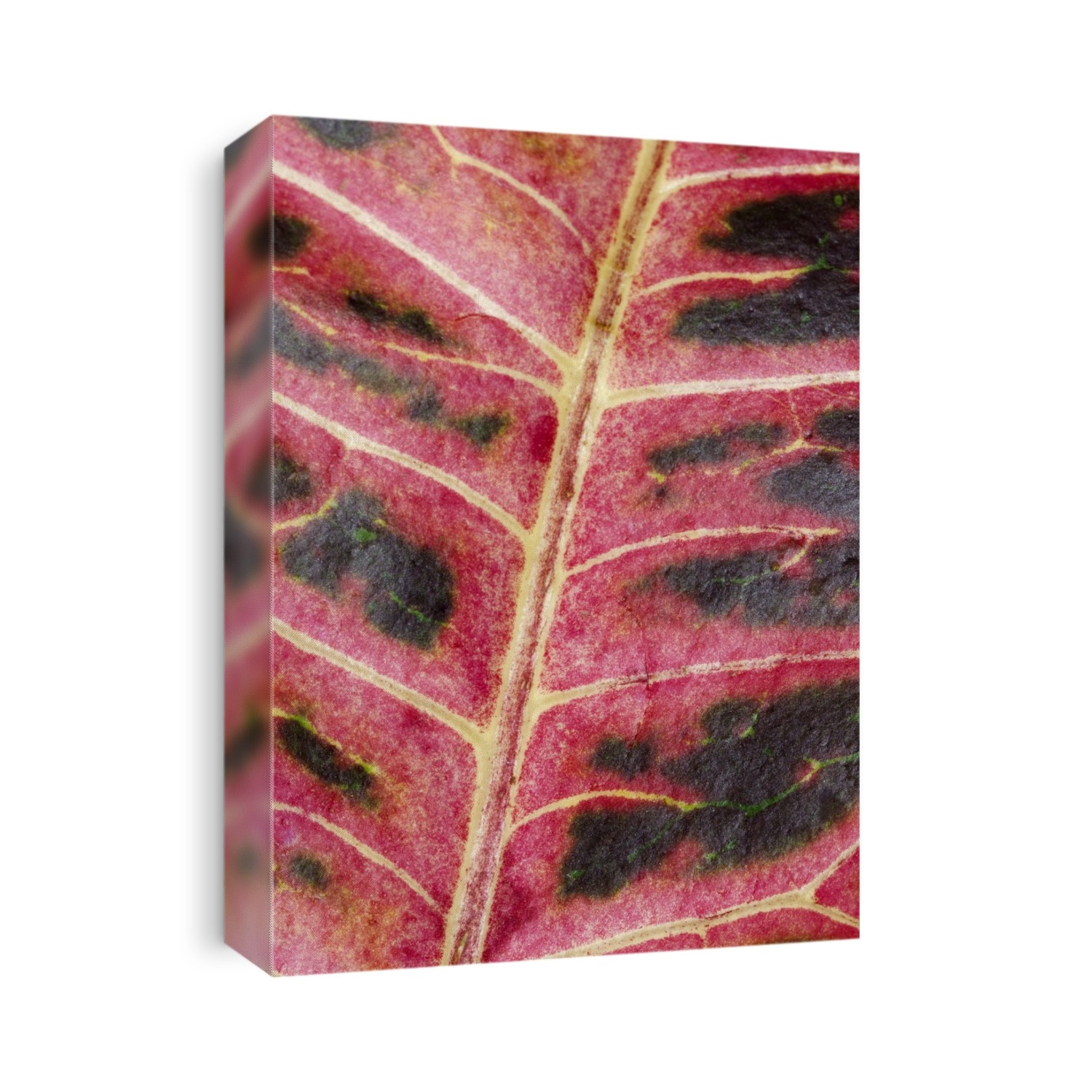 Close-up abstract of the leaf of a Variegated croton plant (Codiaeum variegatum) in Lincolnshire, UK.